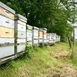 Les Ruchers des Vallons