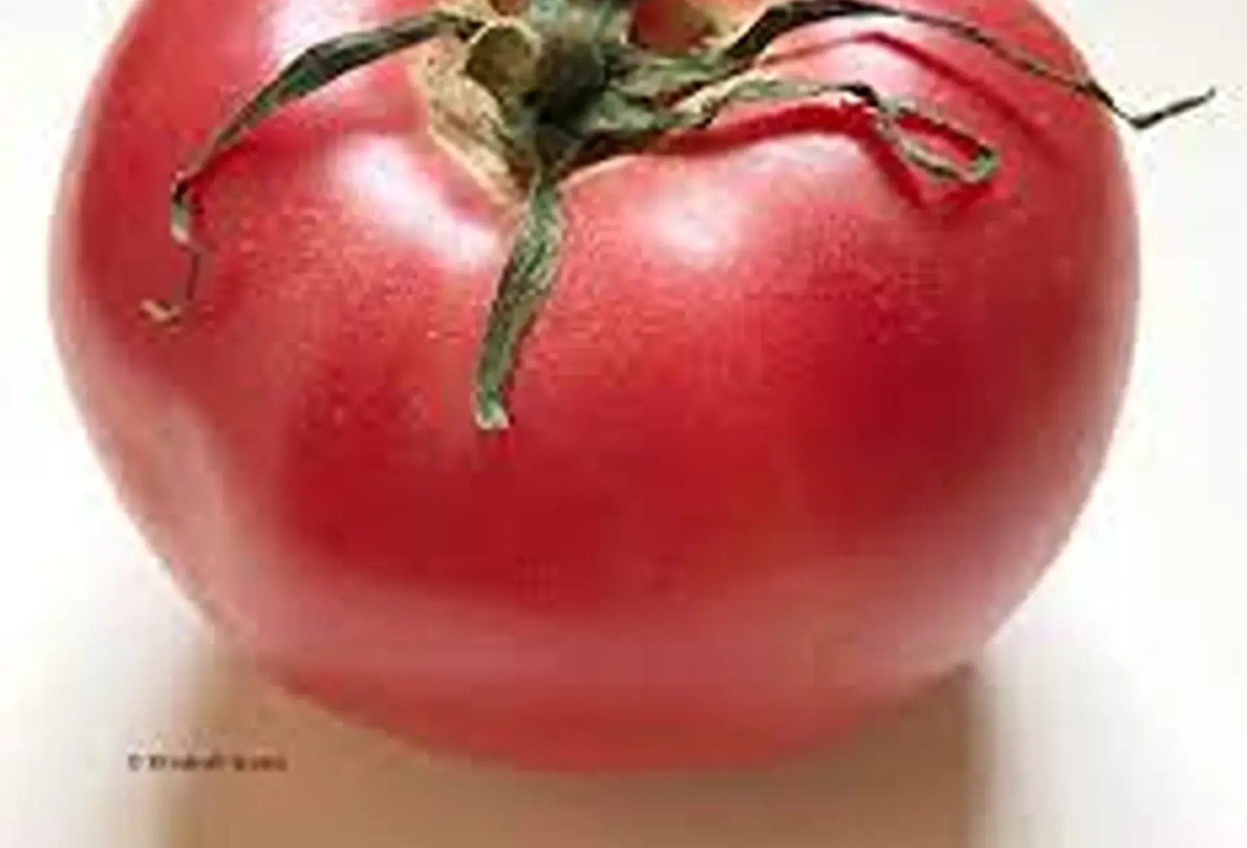 tomate du Finistère (c.de boeuf x rose de berne)