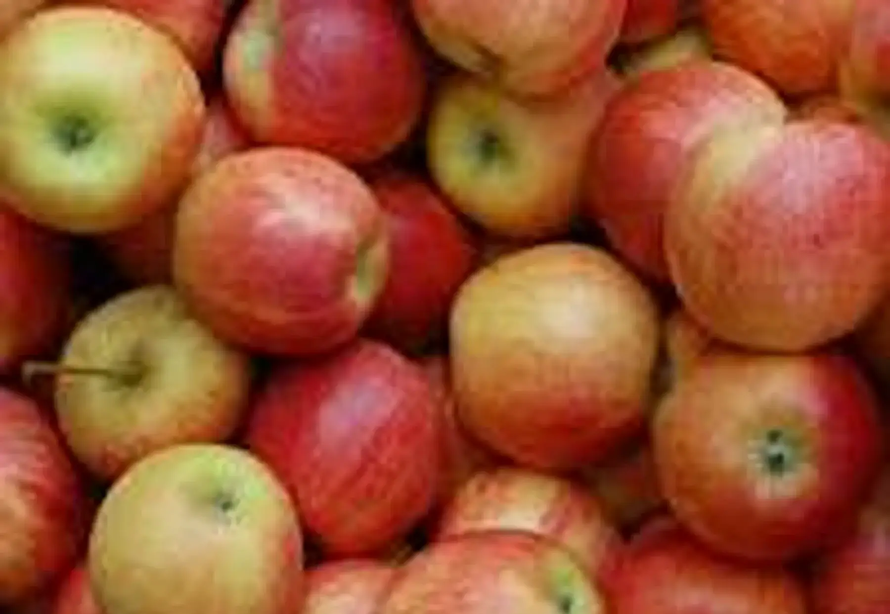 FRUITS & LEGUMES BIO