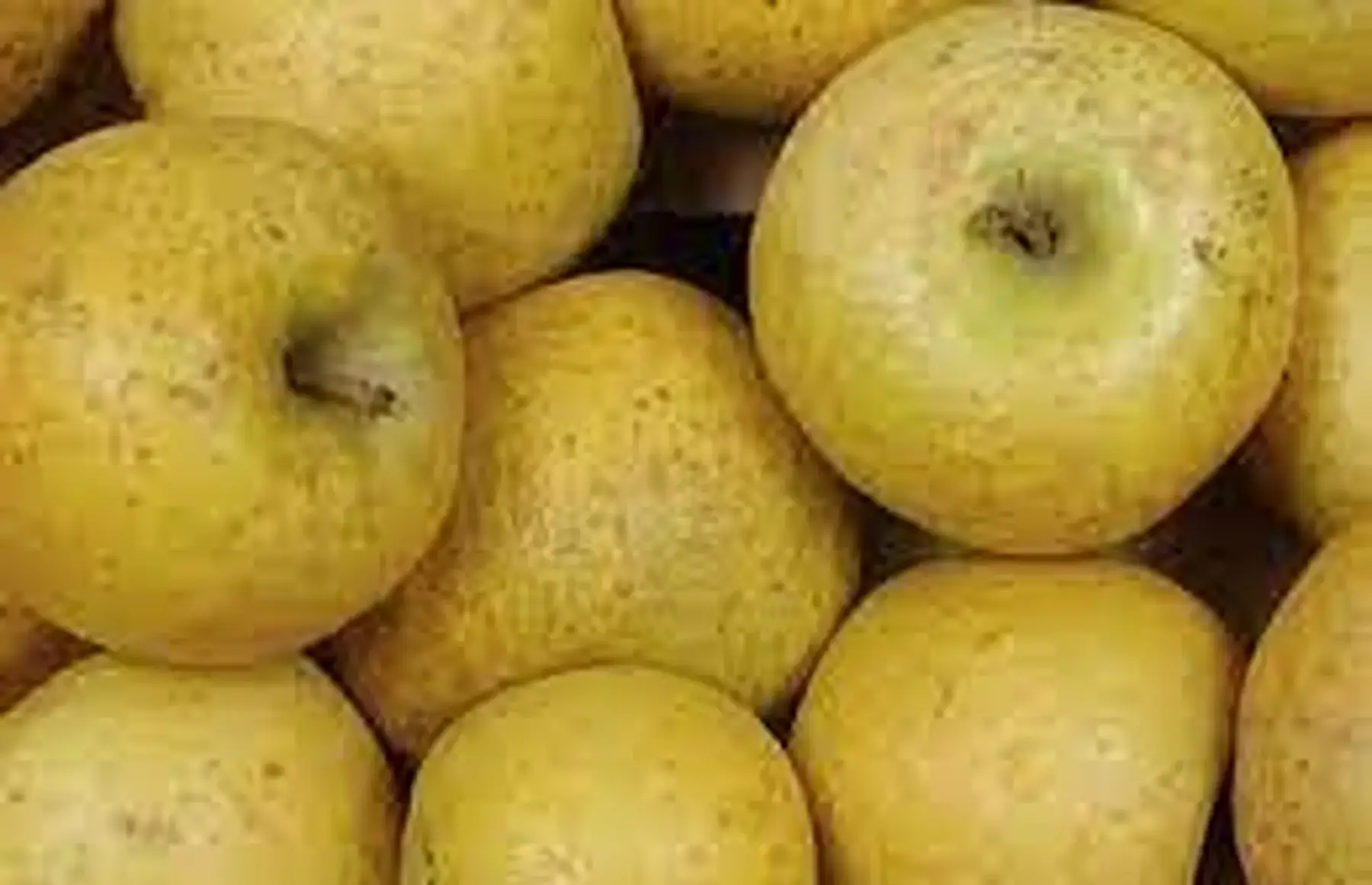 jaune délice d'or d'Anjou (49) 4e/kg