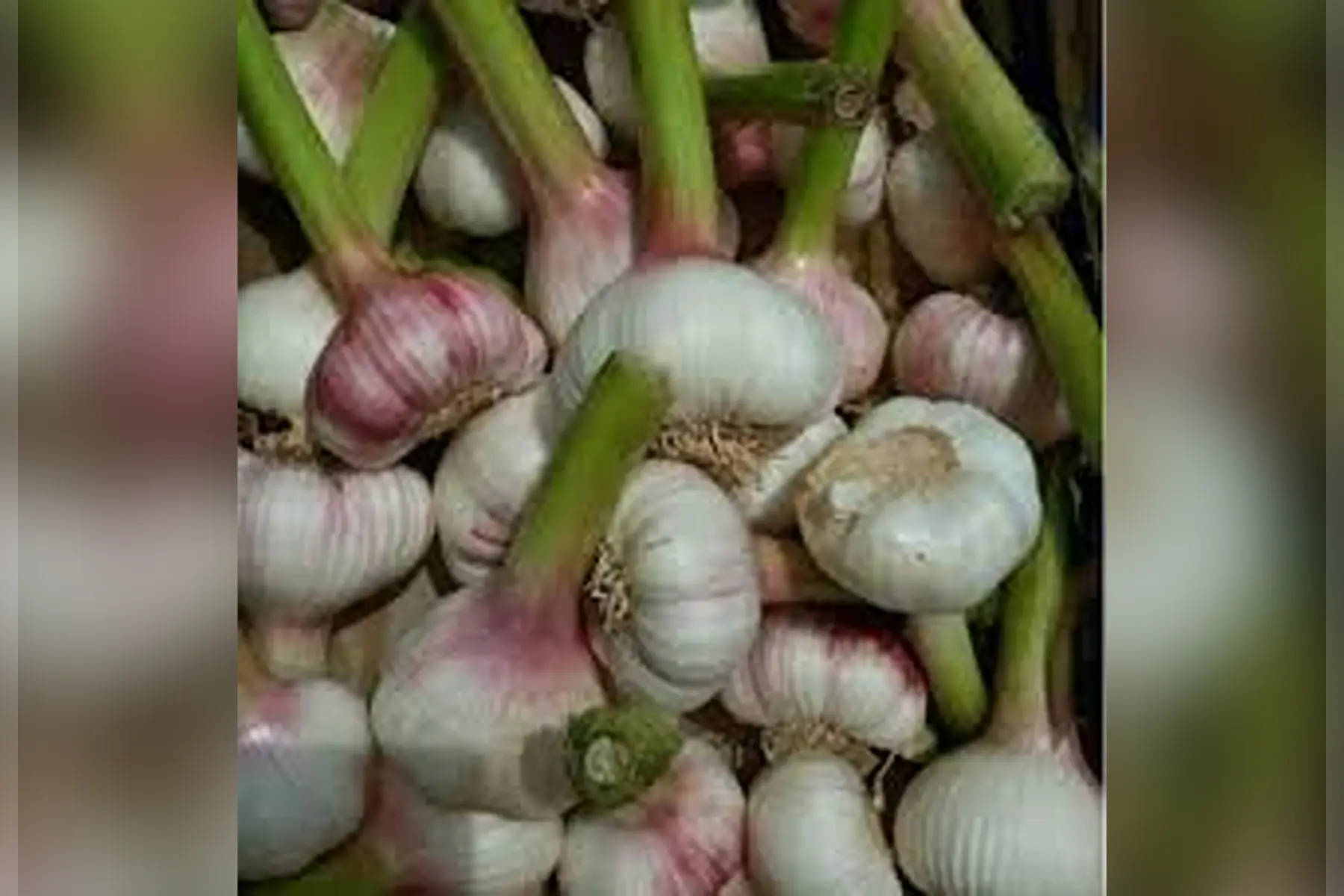 Nouvelles ail violette ! de la DROME extra !!!