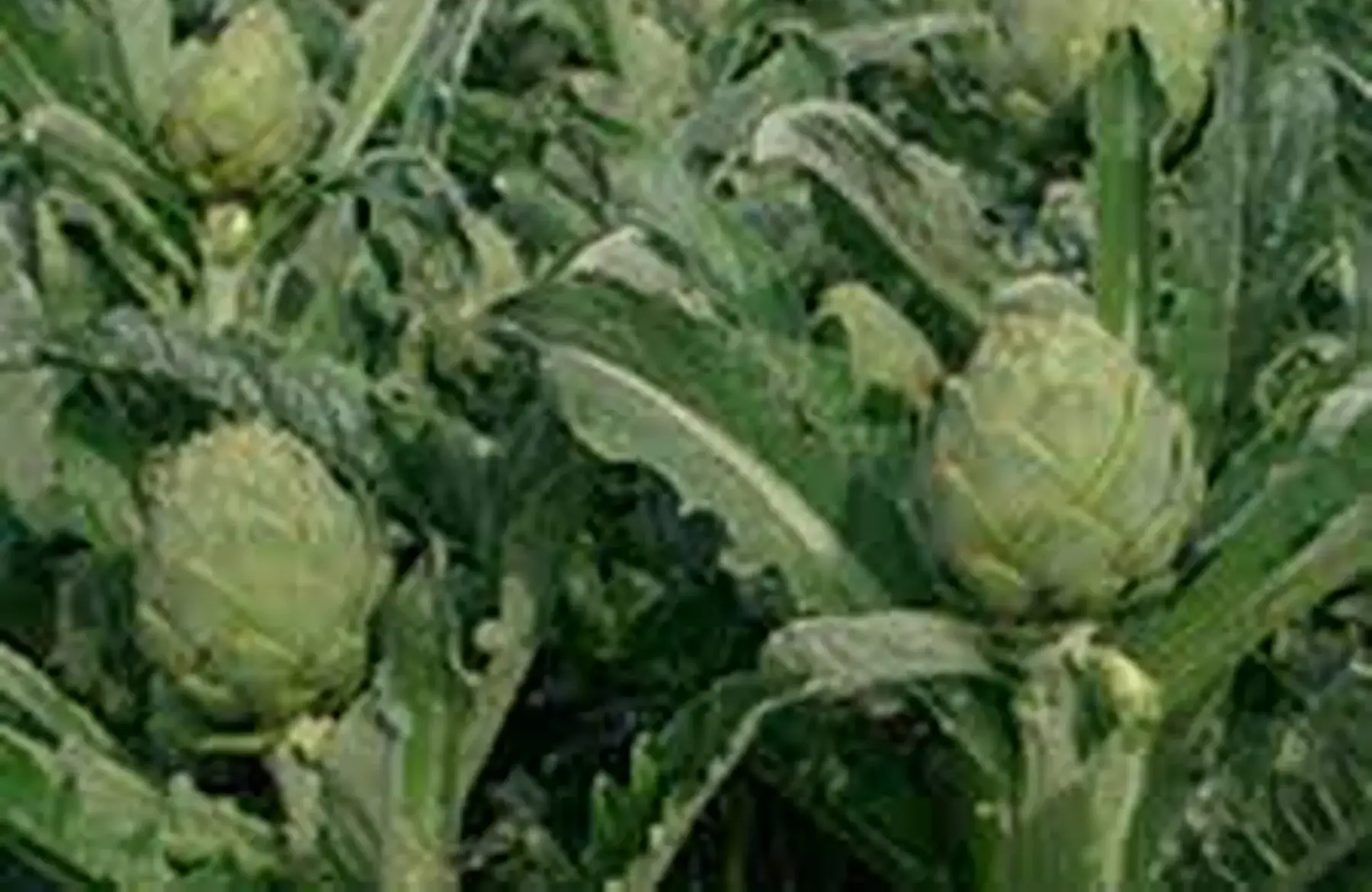 artichaut camus extra du 22 5e/kg