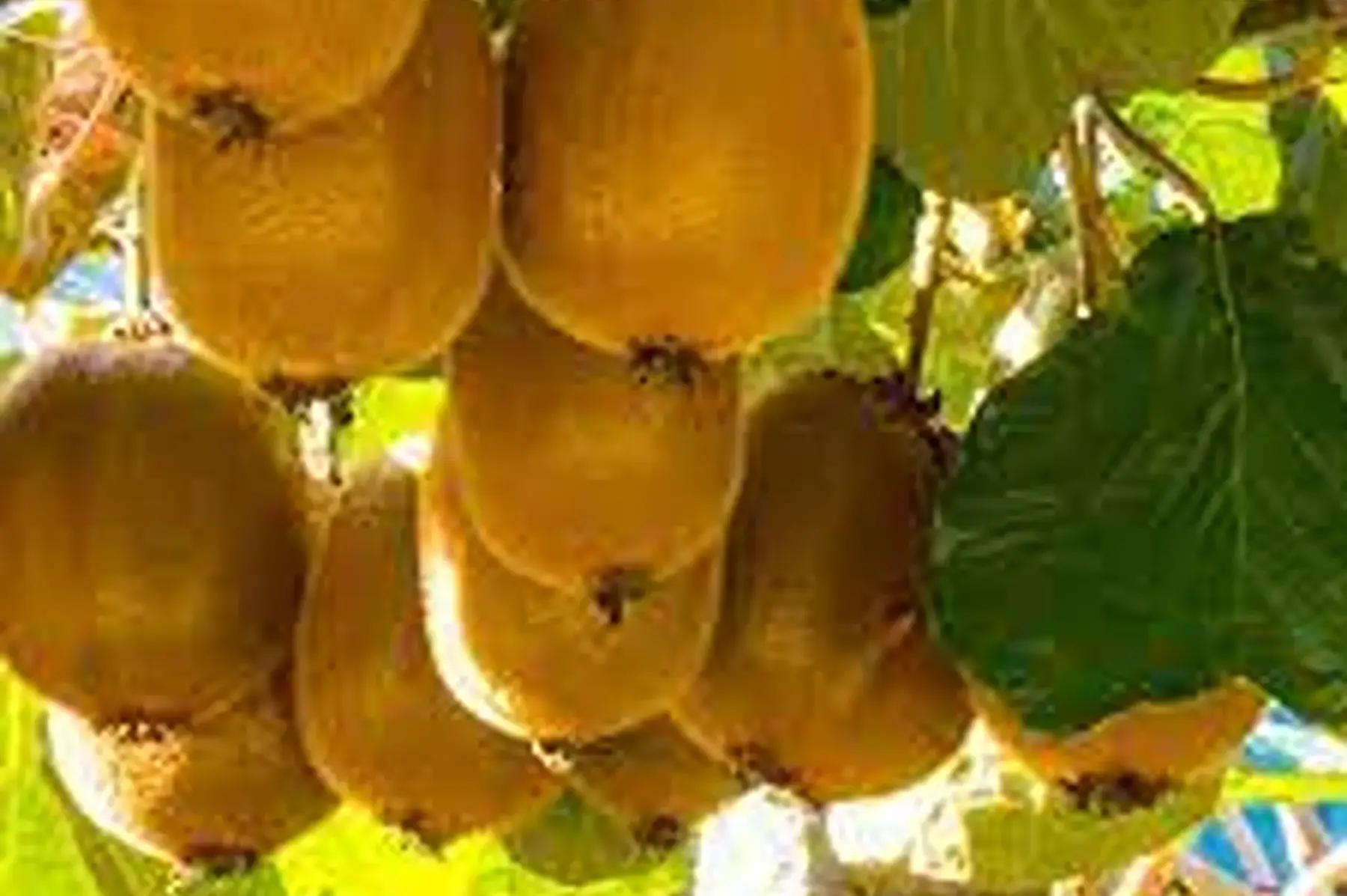 Kiwis vert d'italie ! 1e/piece