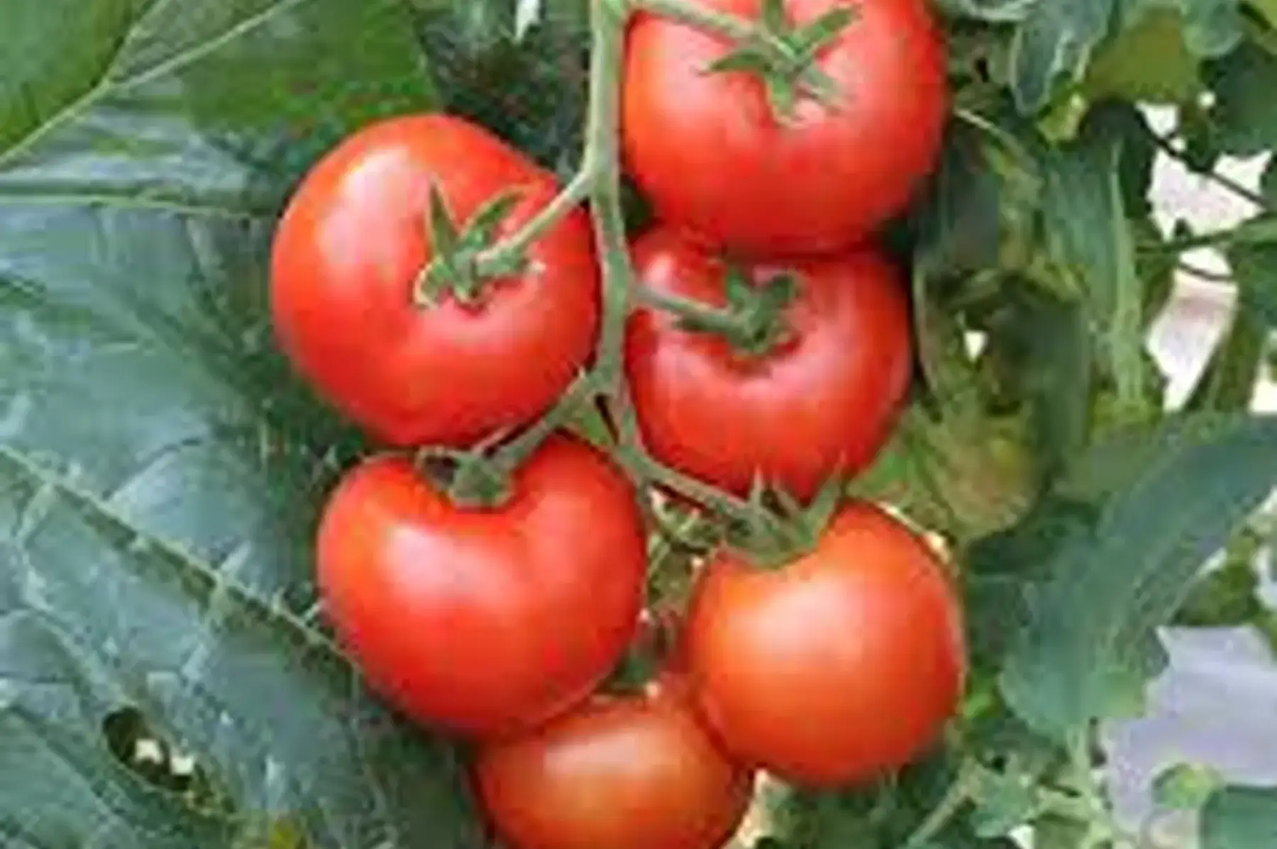 tomate ronde grappe d'Italie sicile !