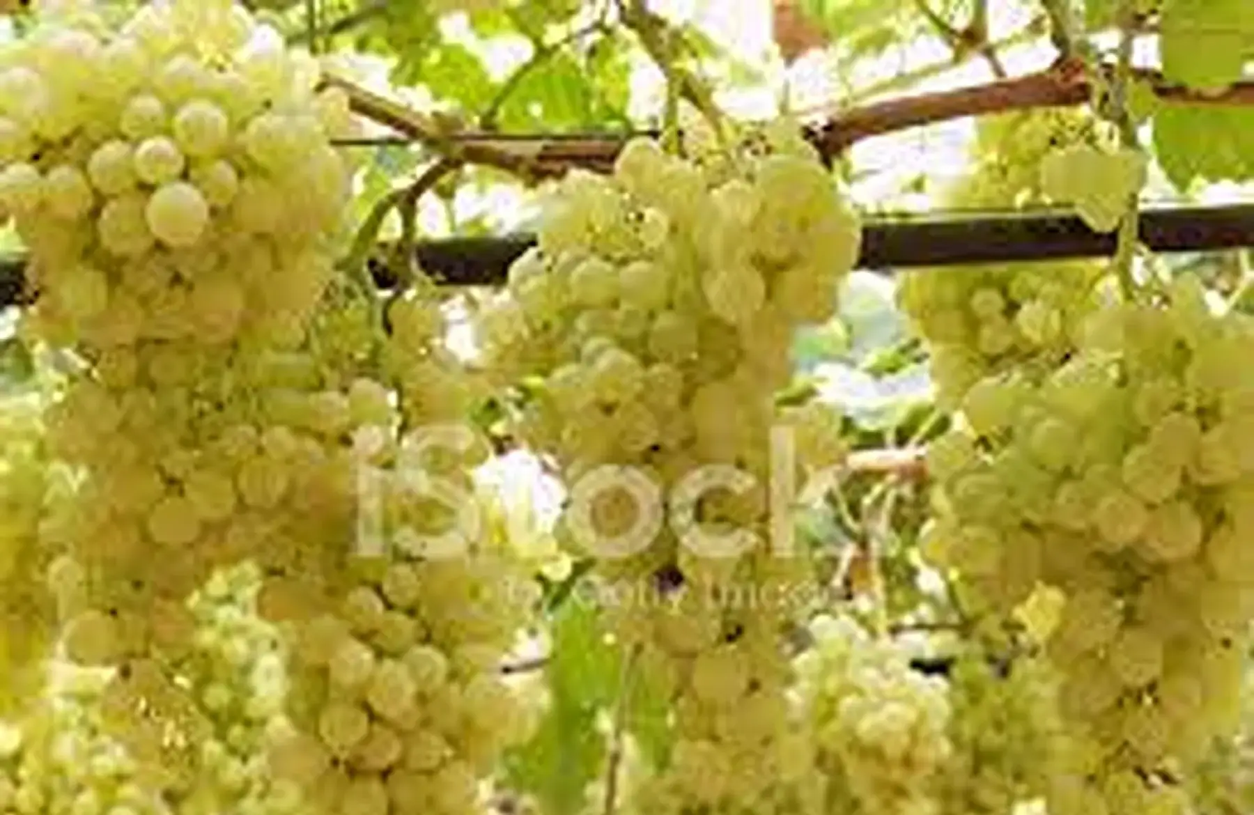 raisin blanc danlas du sud