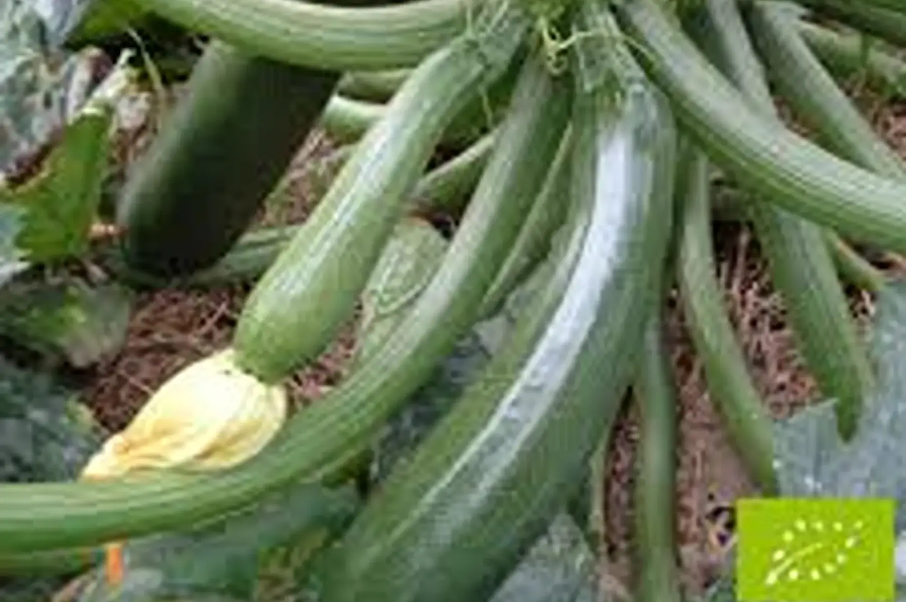 courgette verte france (nouvelles ) 5e/kg