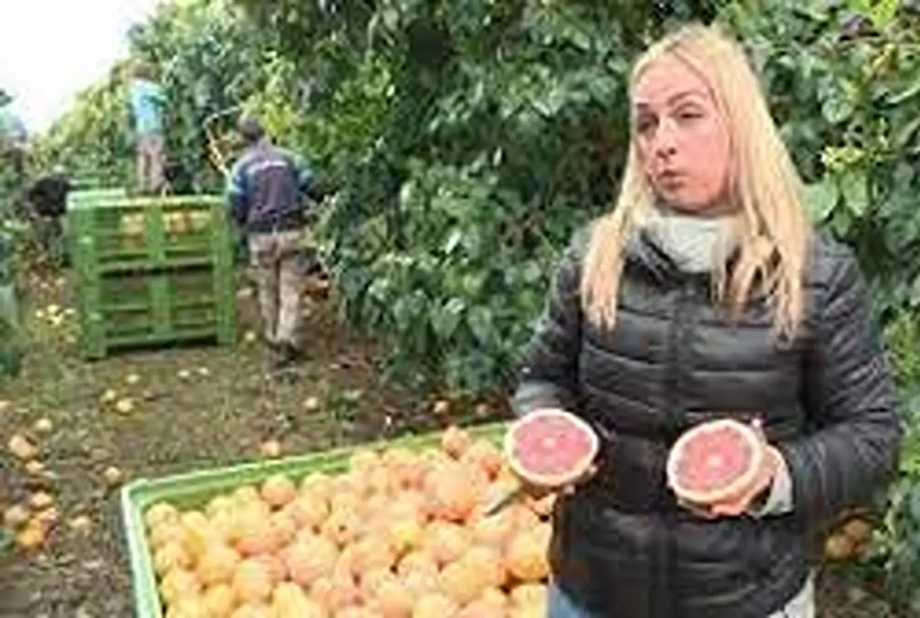 pomelos rose corse !! extra de (tallone) fin sans pépins fin !petit