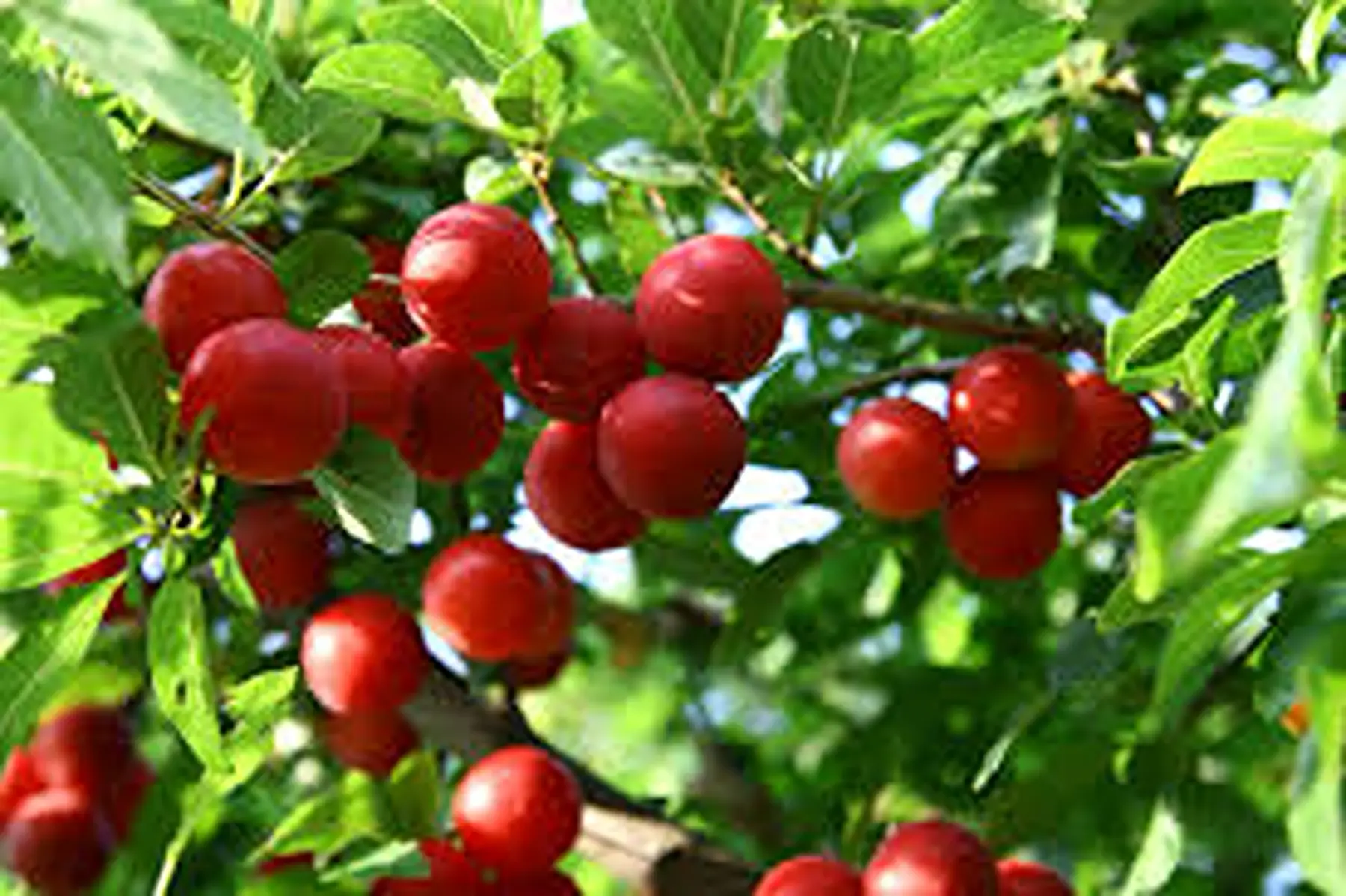 prune rouge d'ente du sud ouest !