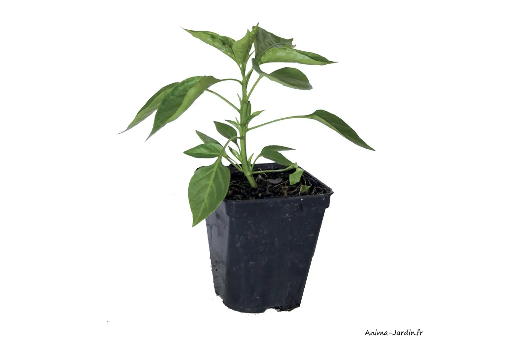 plant poivron (yolo wonder)