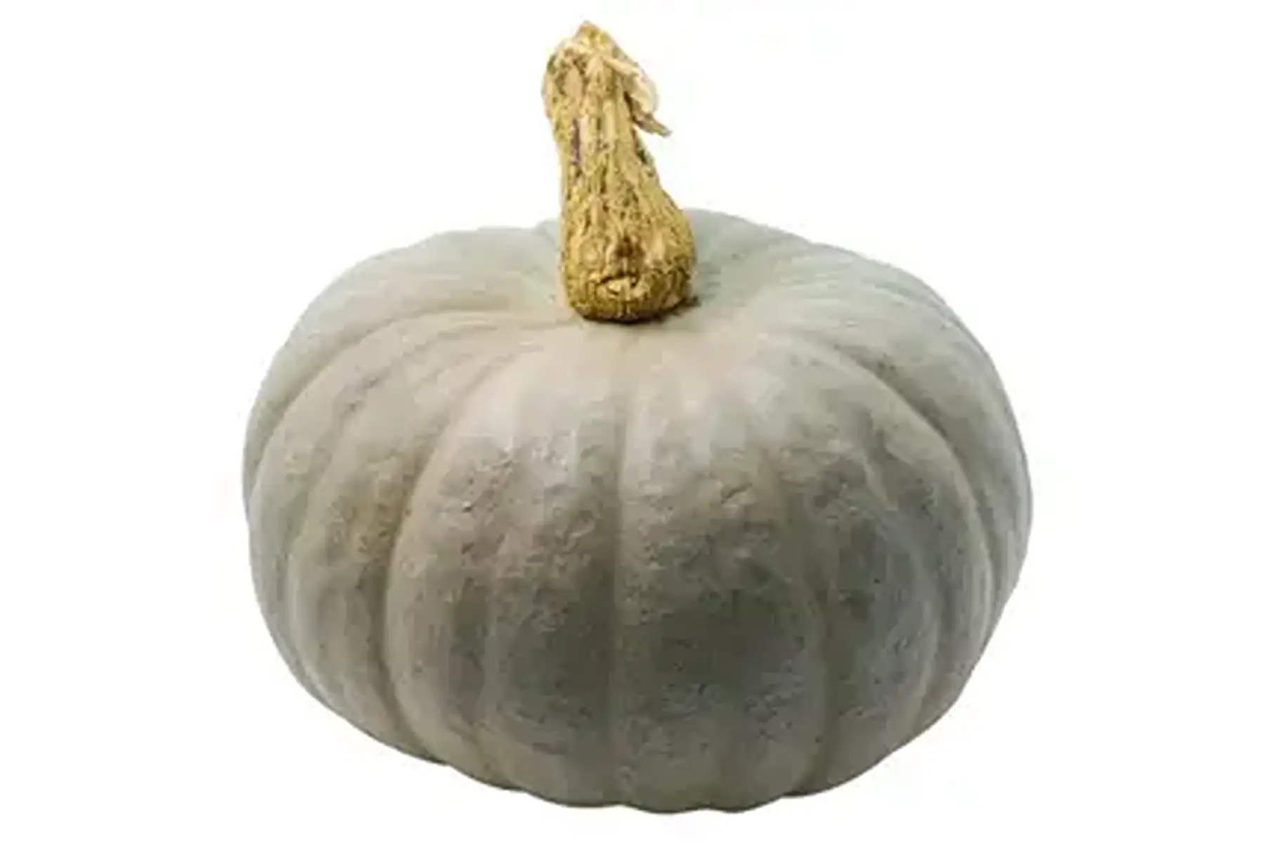 courge bleue de hongrie