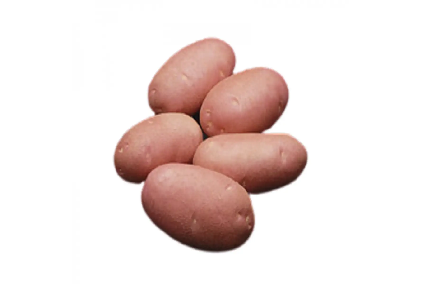 pomme de terre (désire)