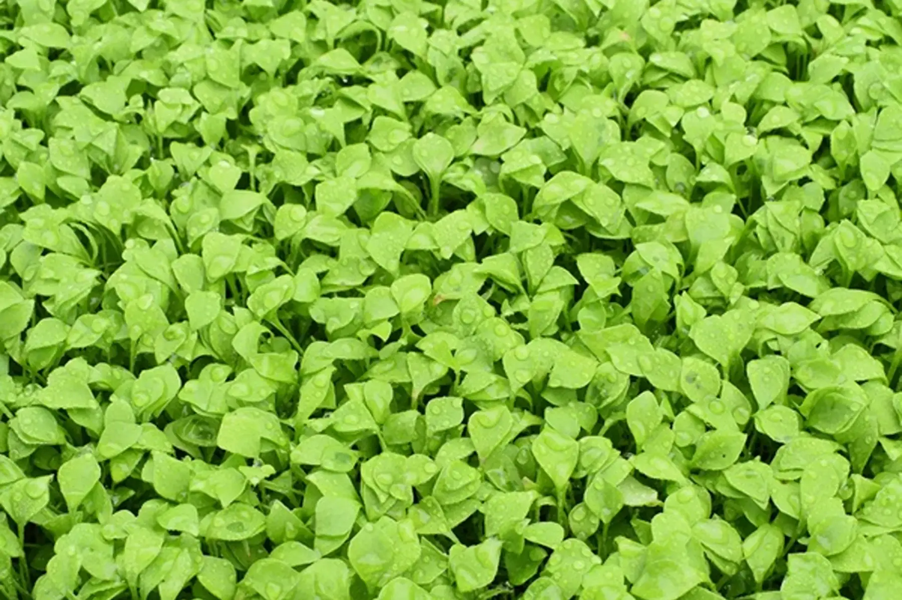 Pourpier (claytone de Cuba)