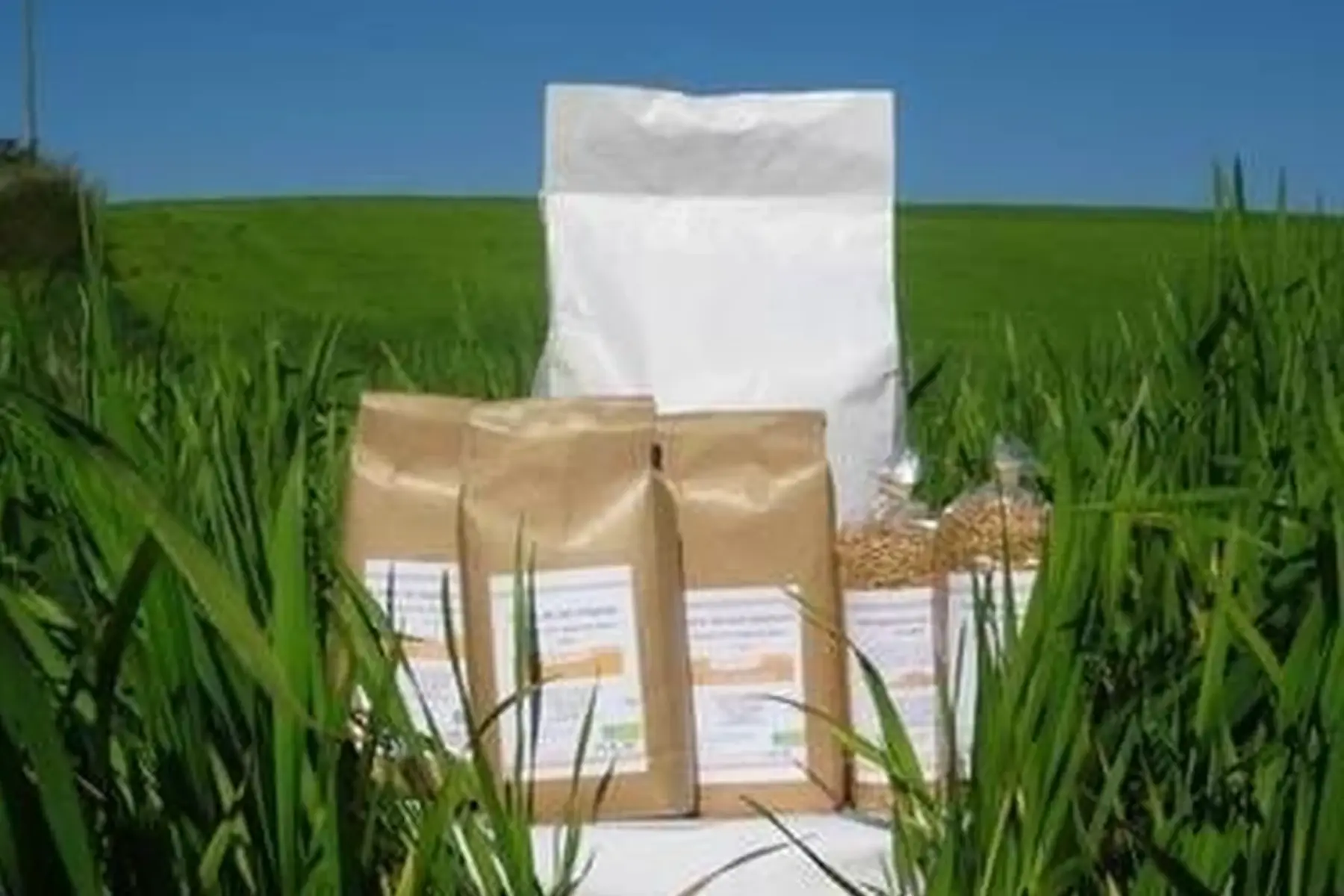 farine de blés anciens