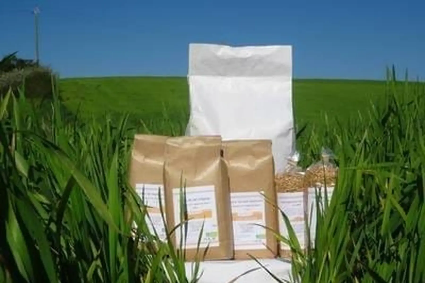 farine de petit épeautre