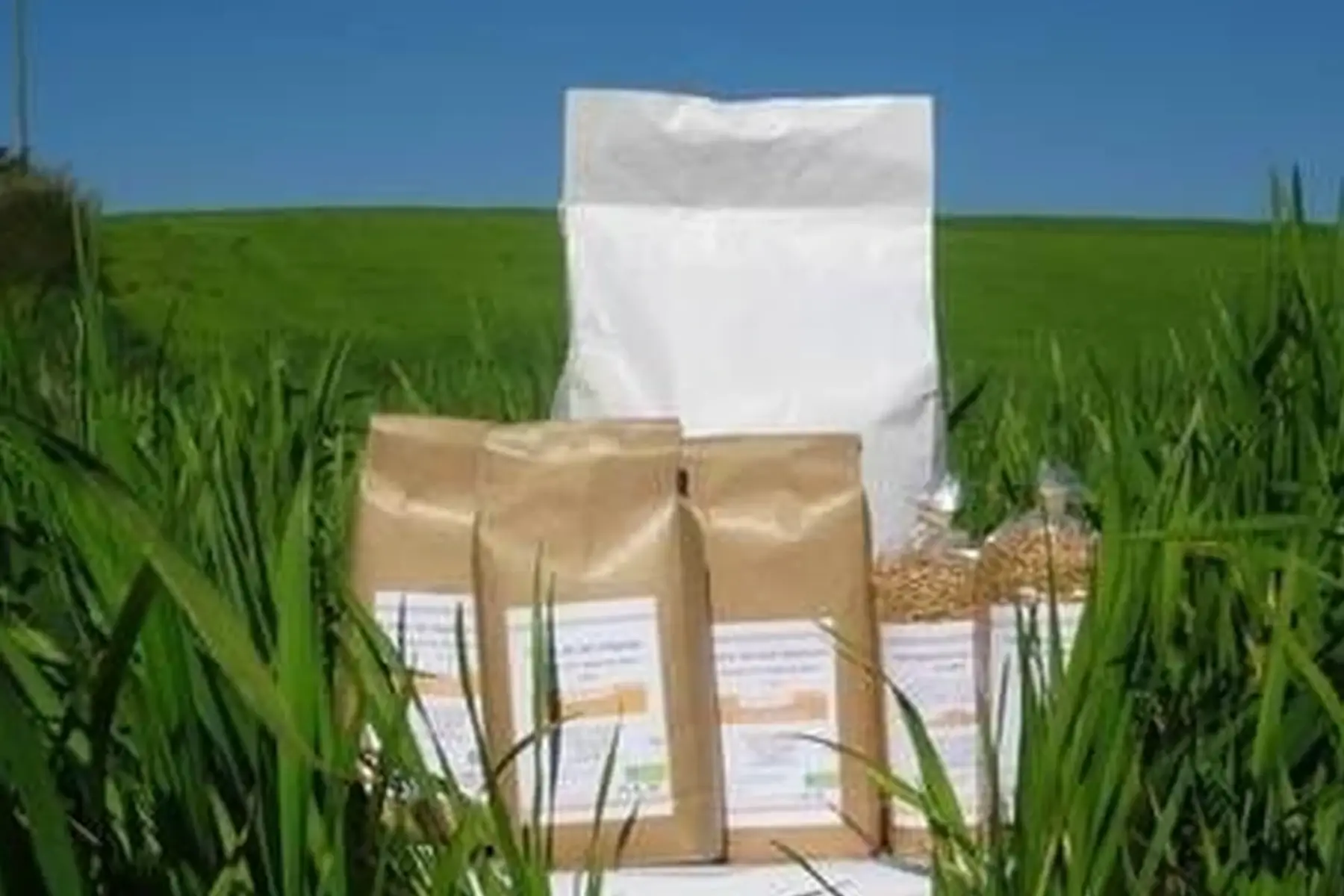 farine de seigle complète