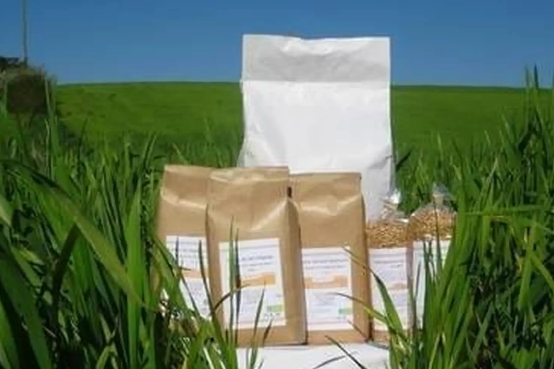 farine intégrale (t150)