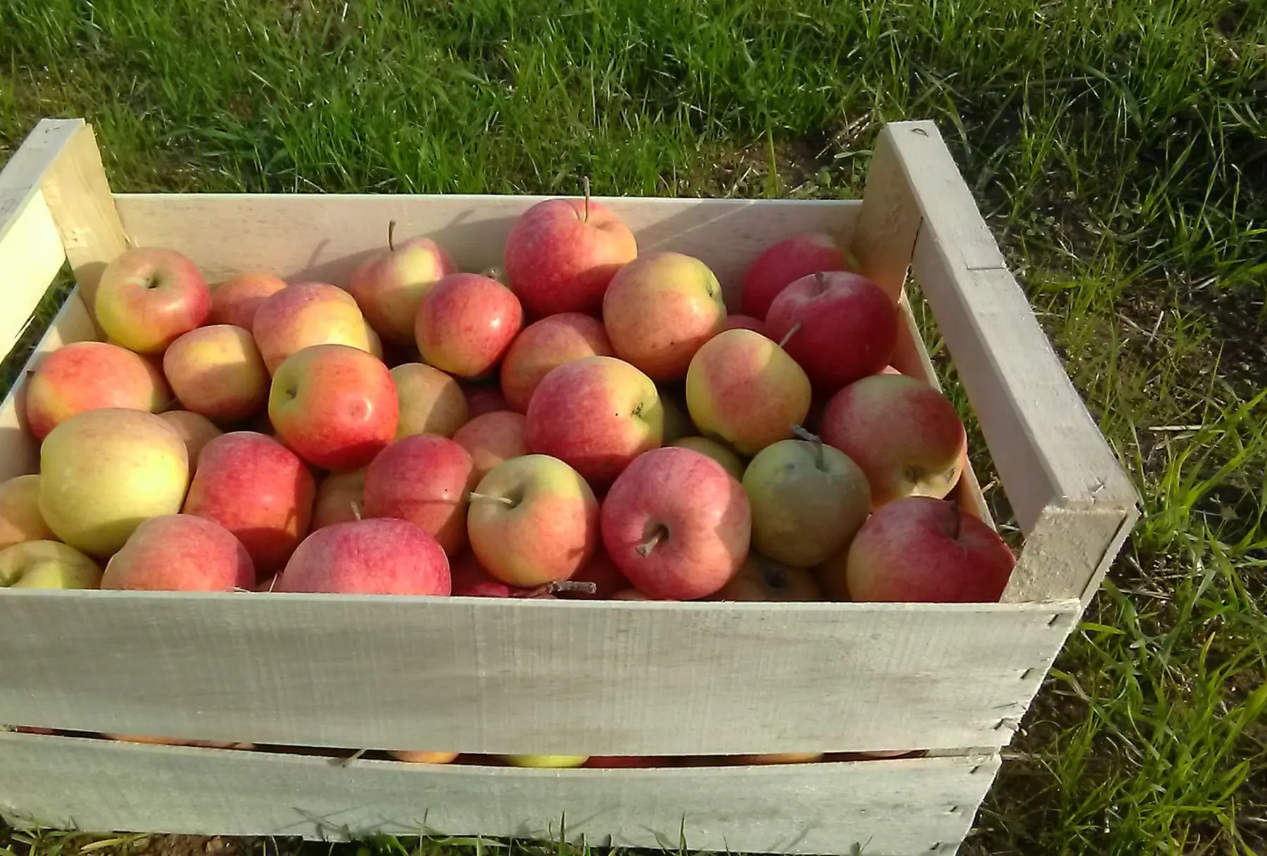 Verger de la Montagne Anne Monnier