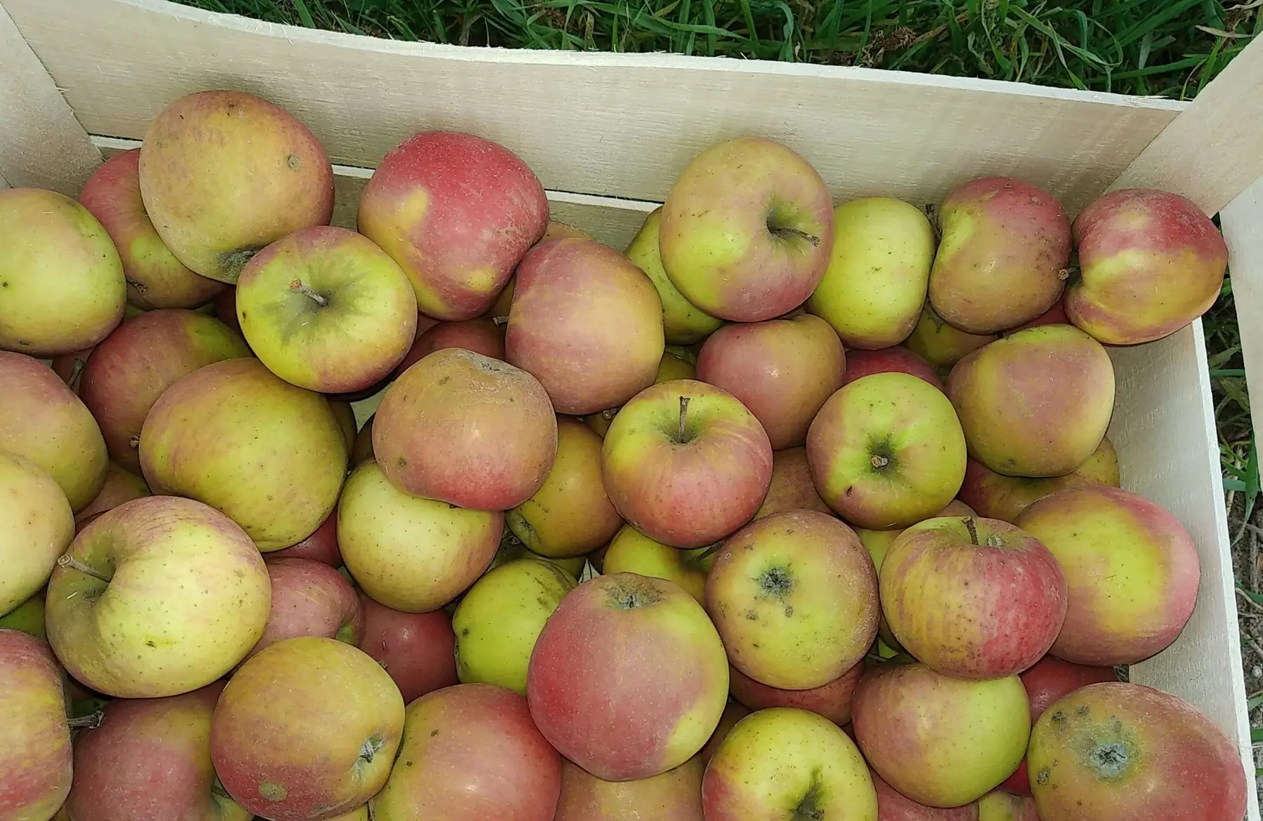pommes jubilé 1.6€/kg