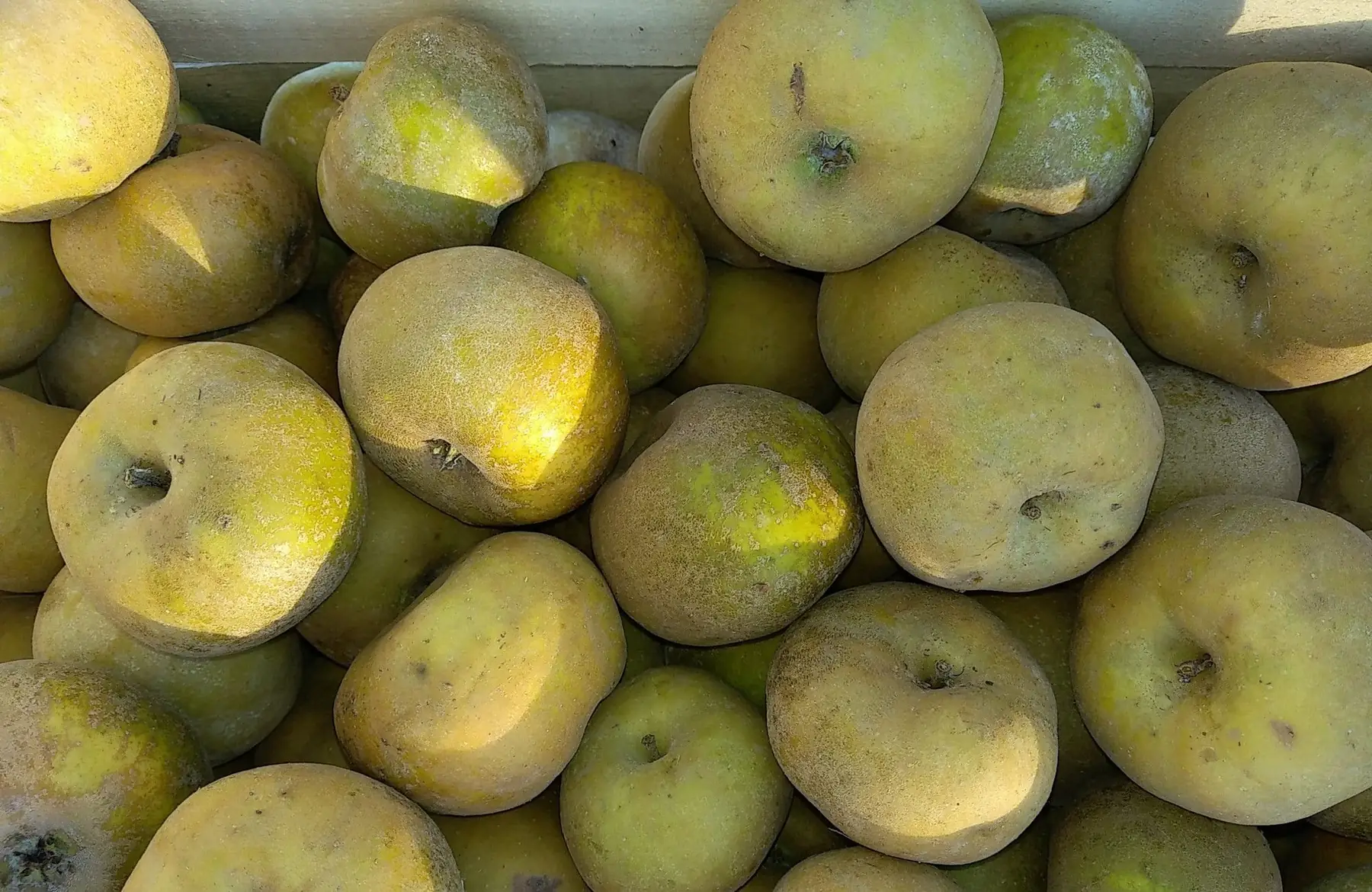 pommes canada gris 1.6€/kg