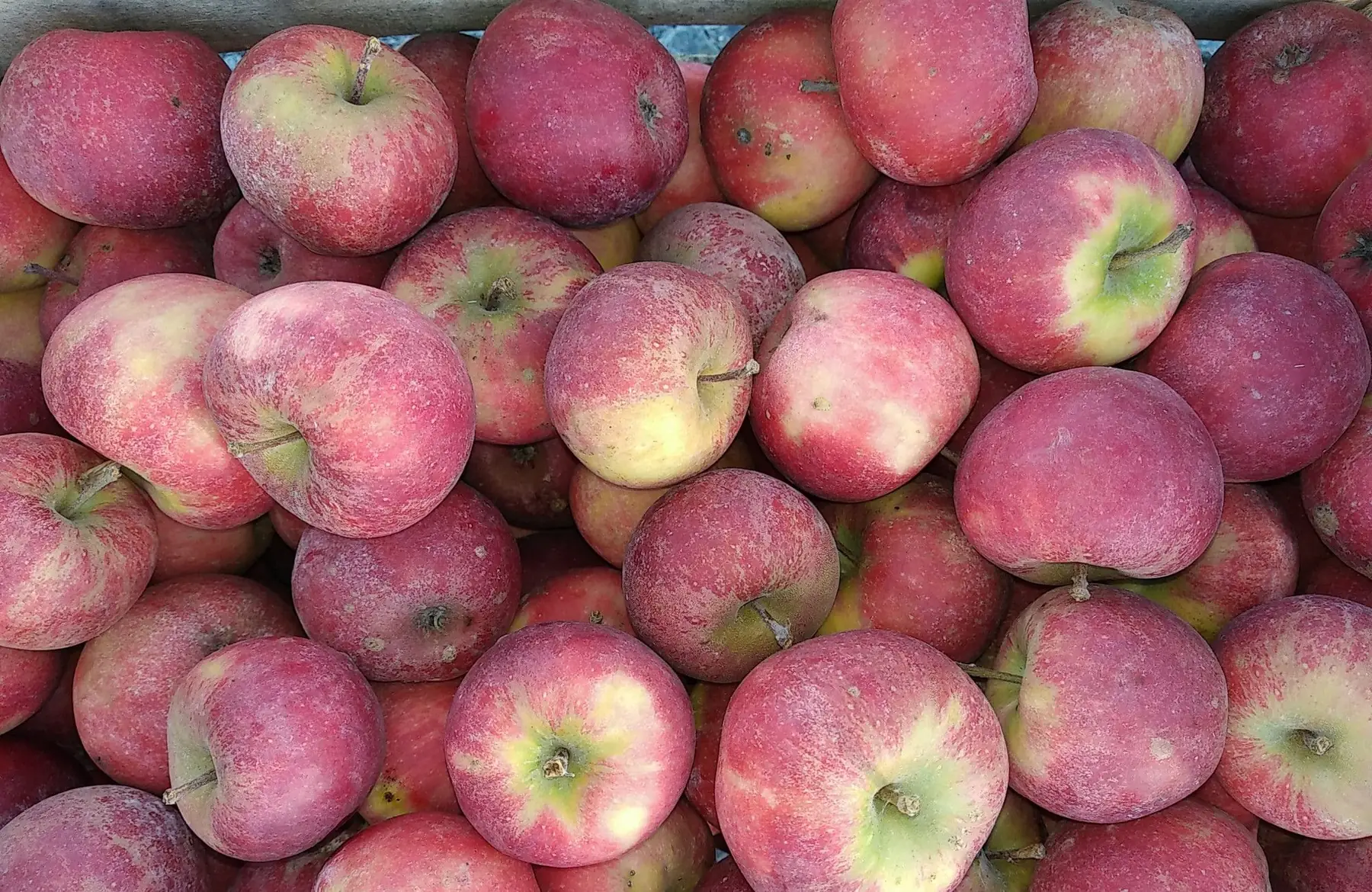 pommes elstar 1.6€/kg