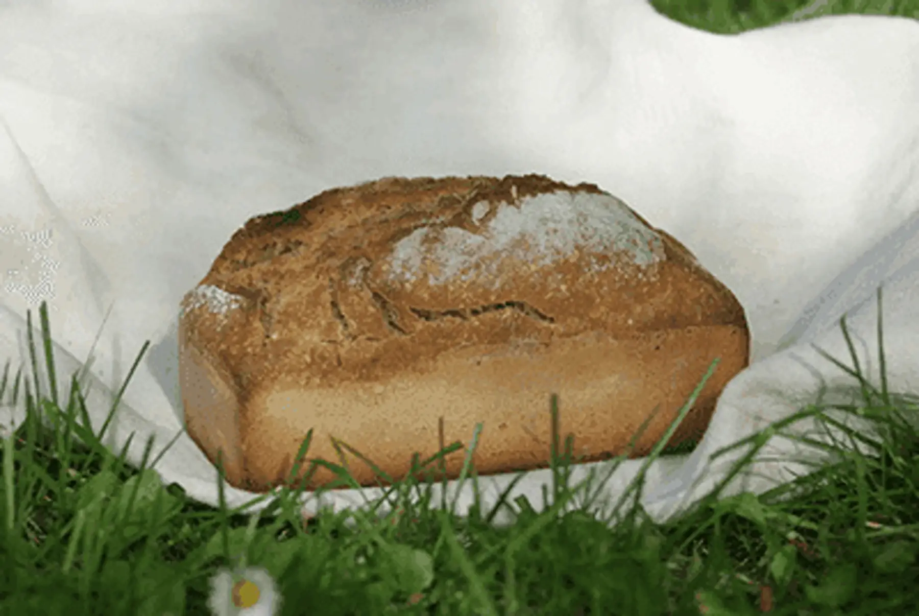 pain à l'engrain 400g