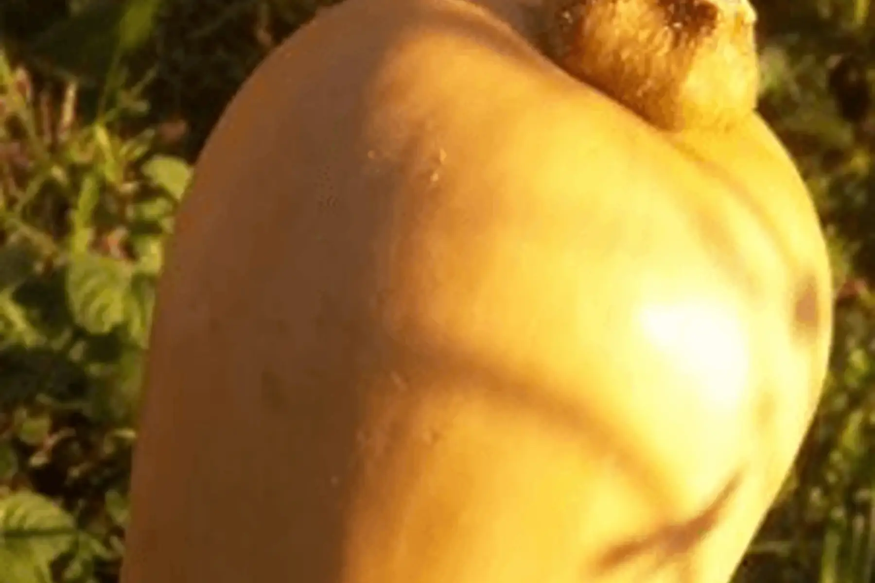 butternut 1kg