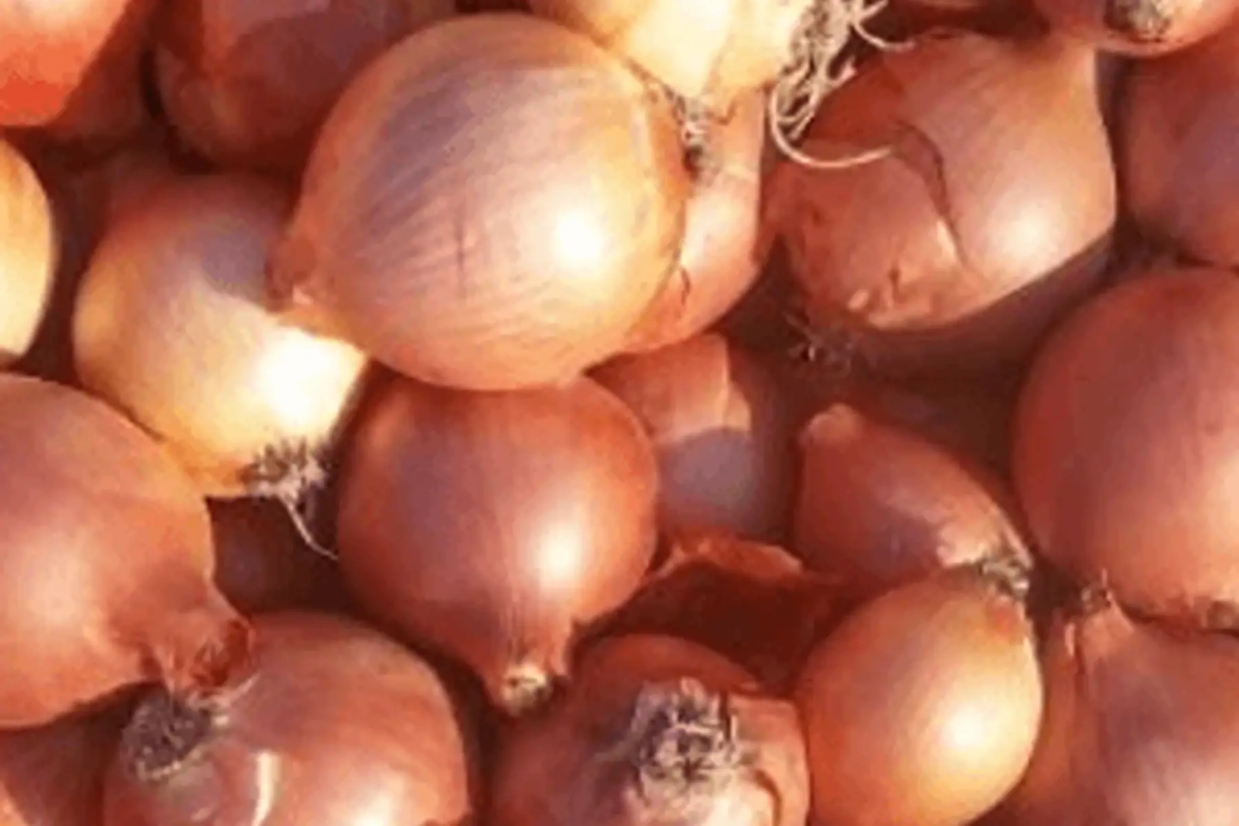 oignons 1kg