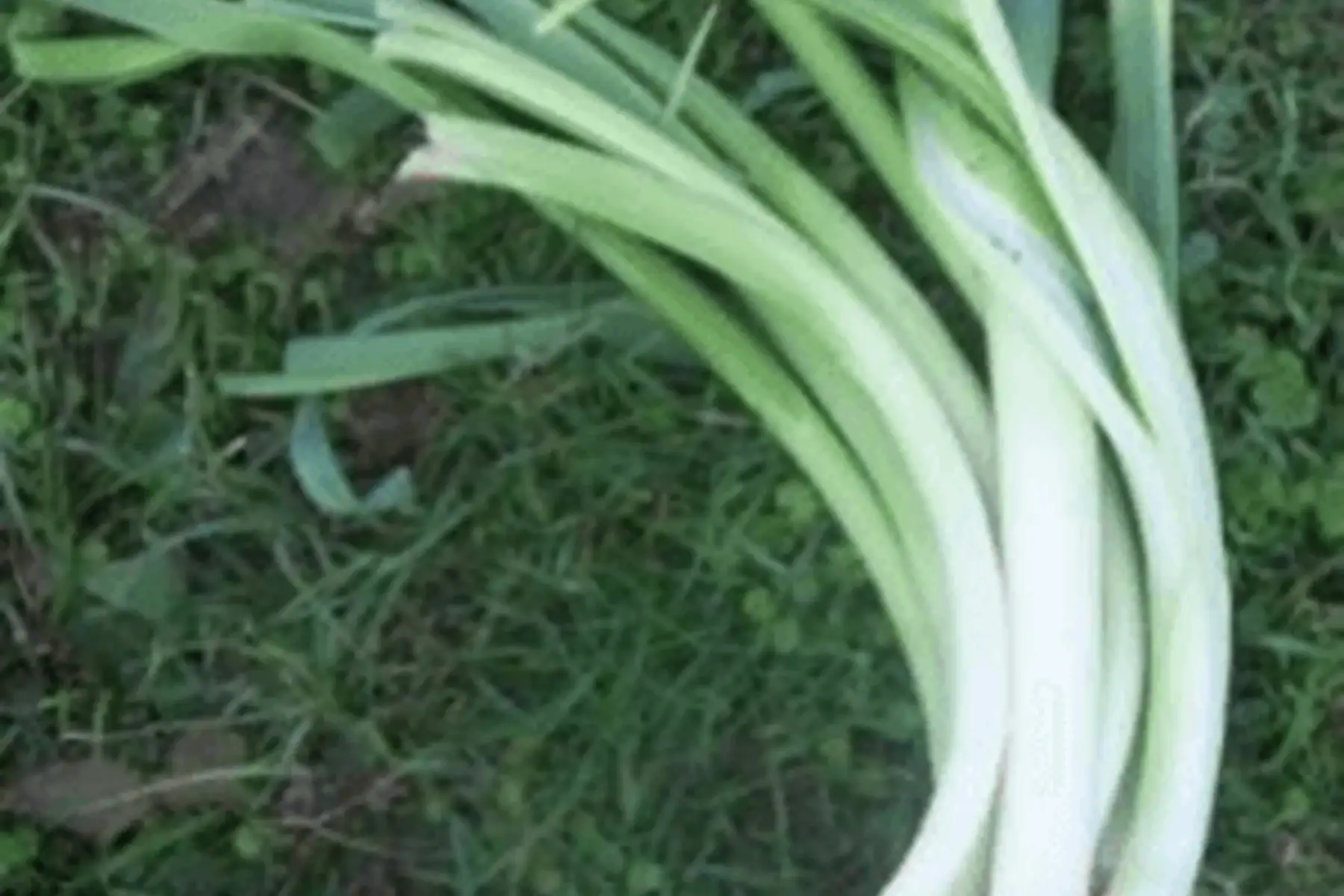 poireaux 1kg