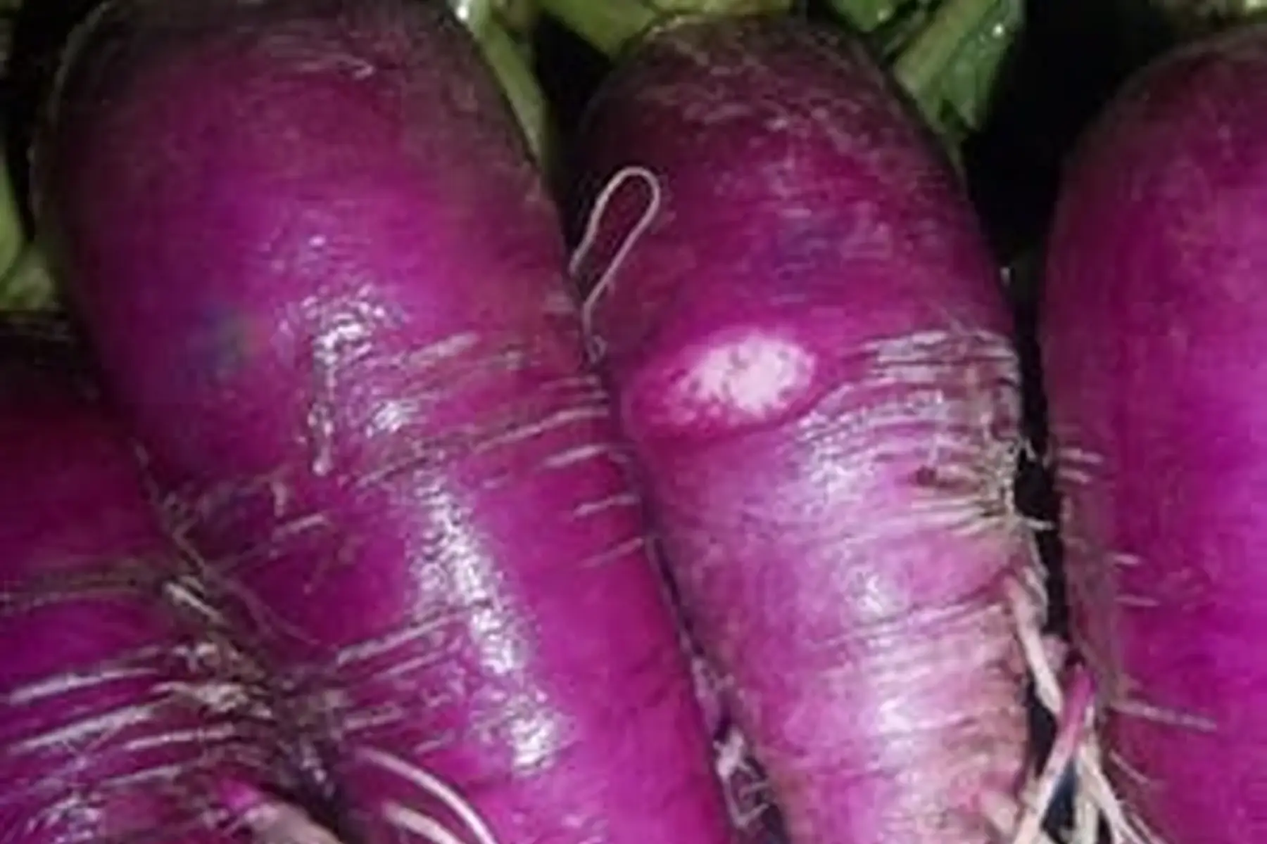 radis violet 500g