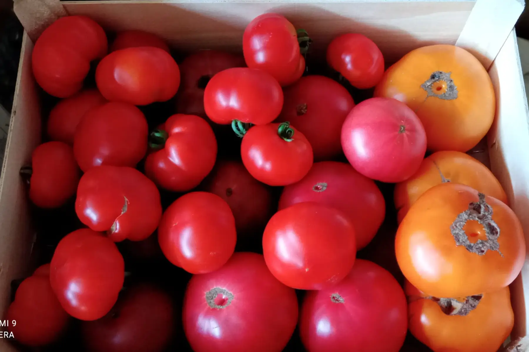 tomates anciennes lot 5kg