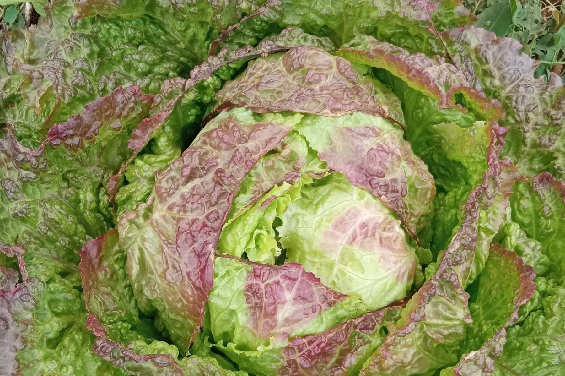 laitue batavia rouge