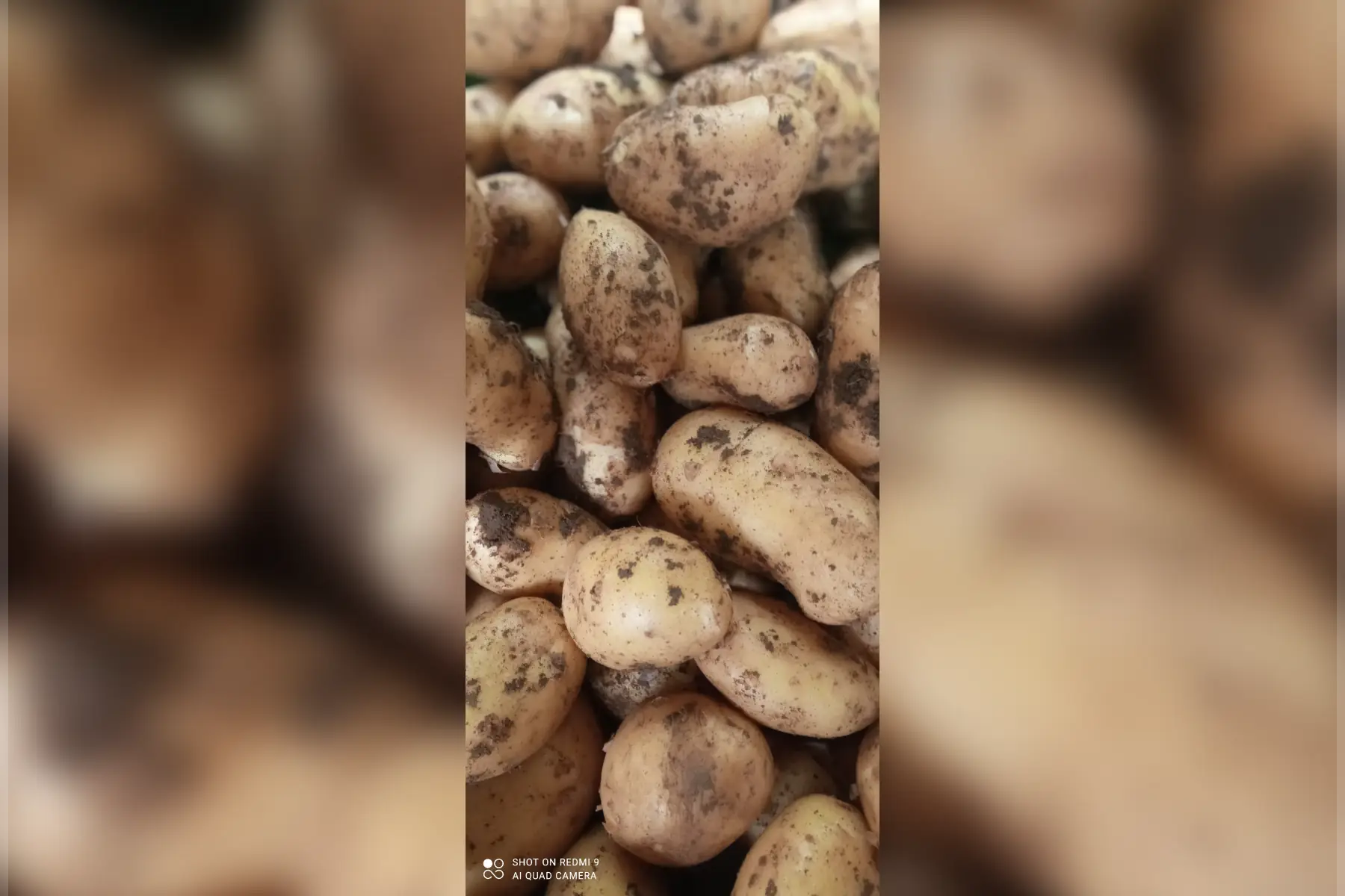 pommes de terre nouvelles