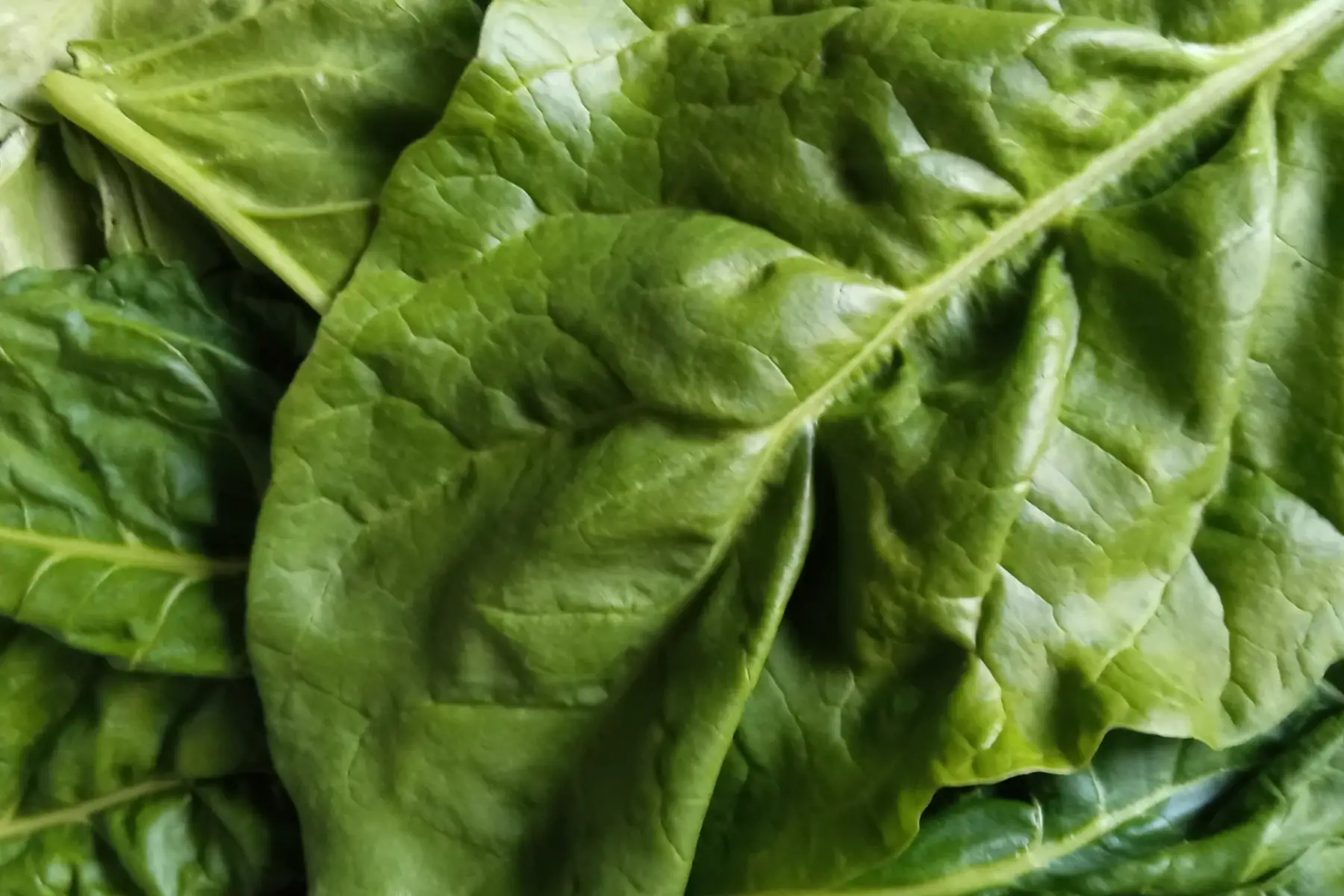 blettes à couper ( épinards d'été)