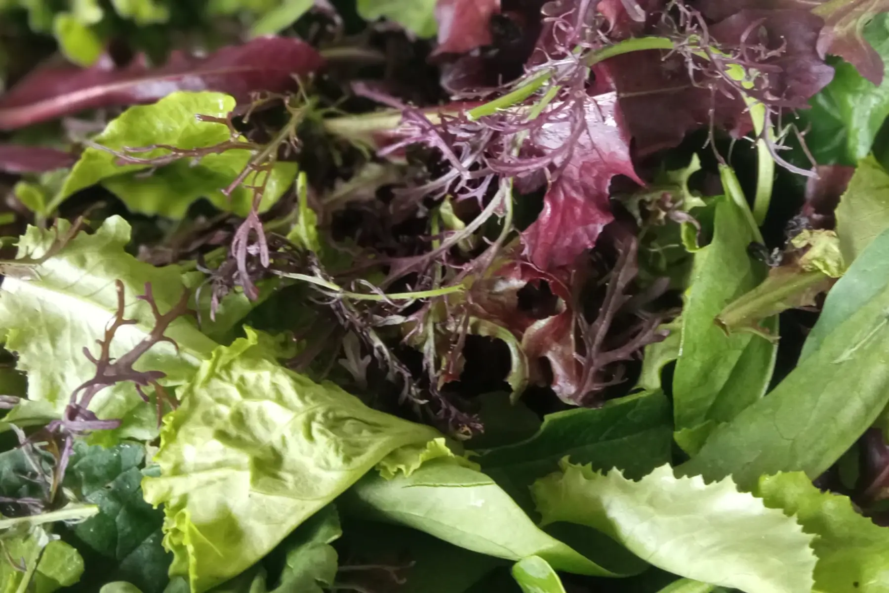 mesclun de la muzerie