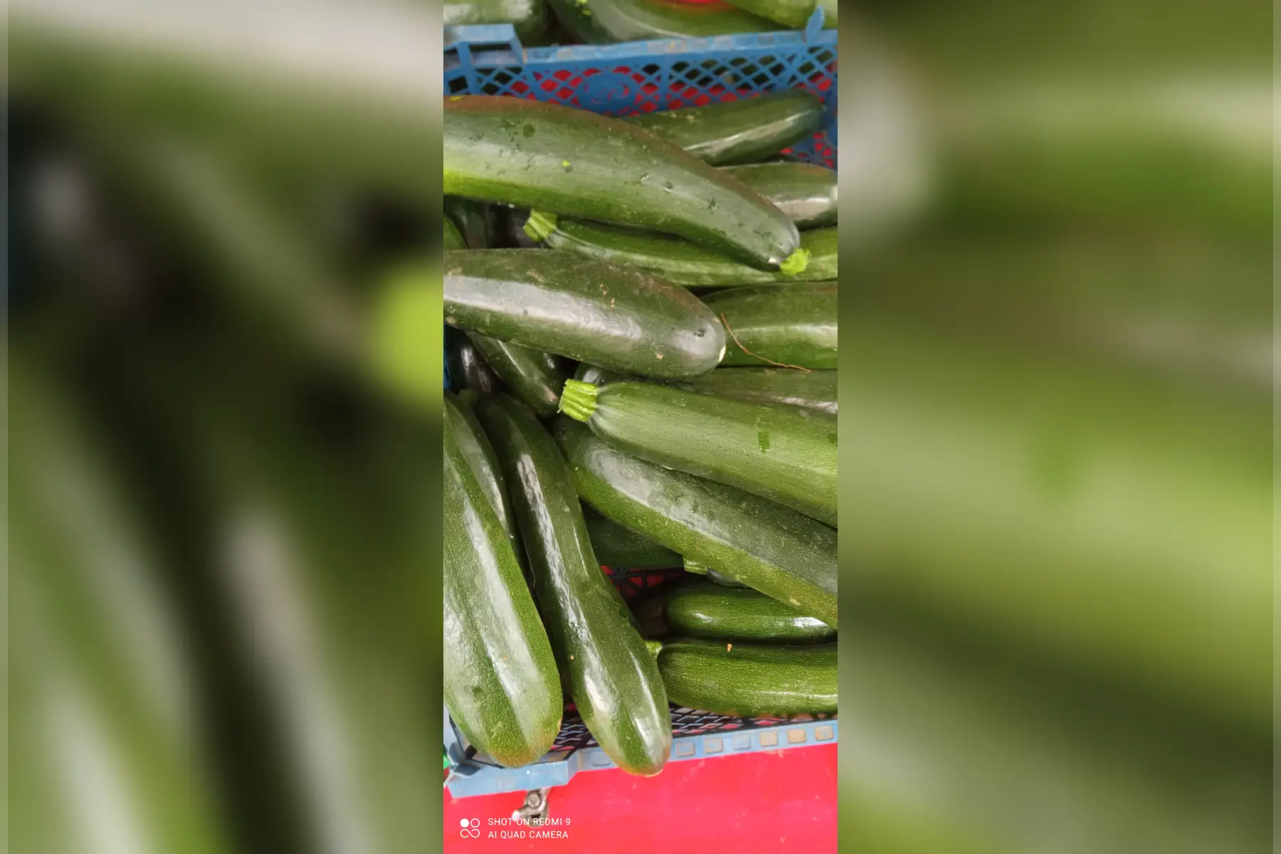 courgettes vertes