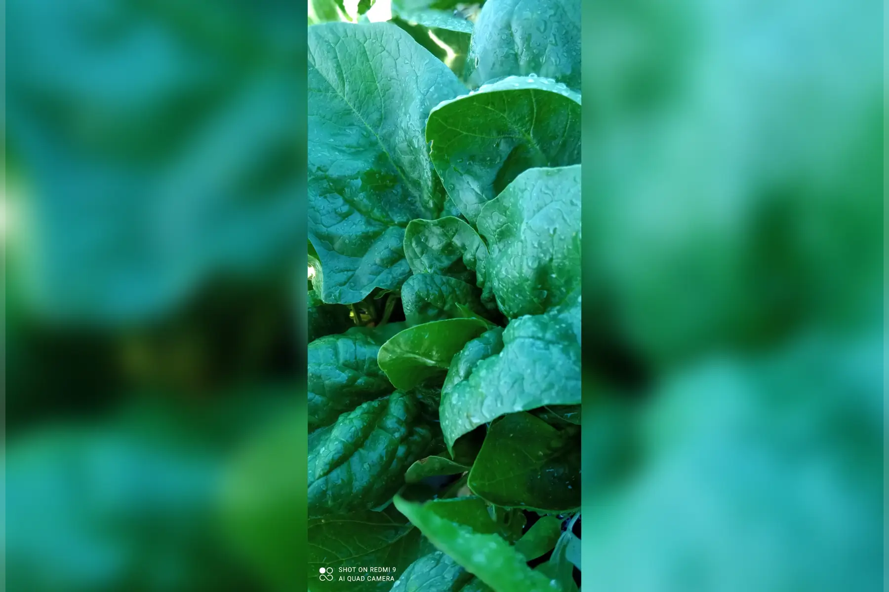 epinards de printemps