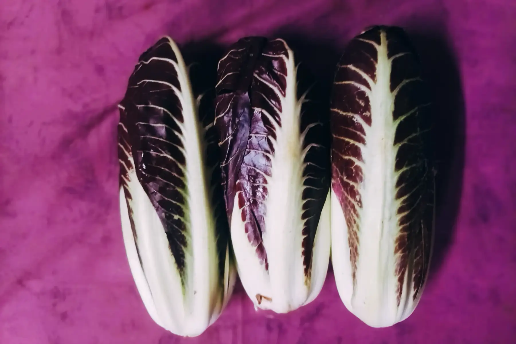 chicorée rouge de vérone