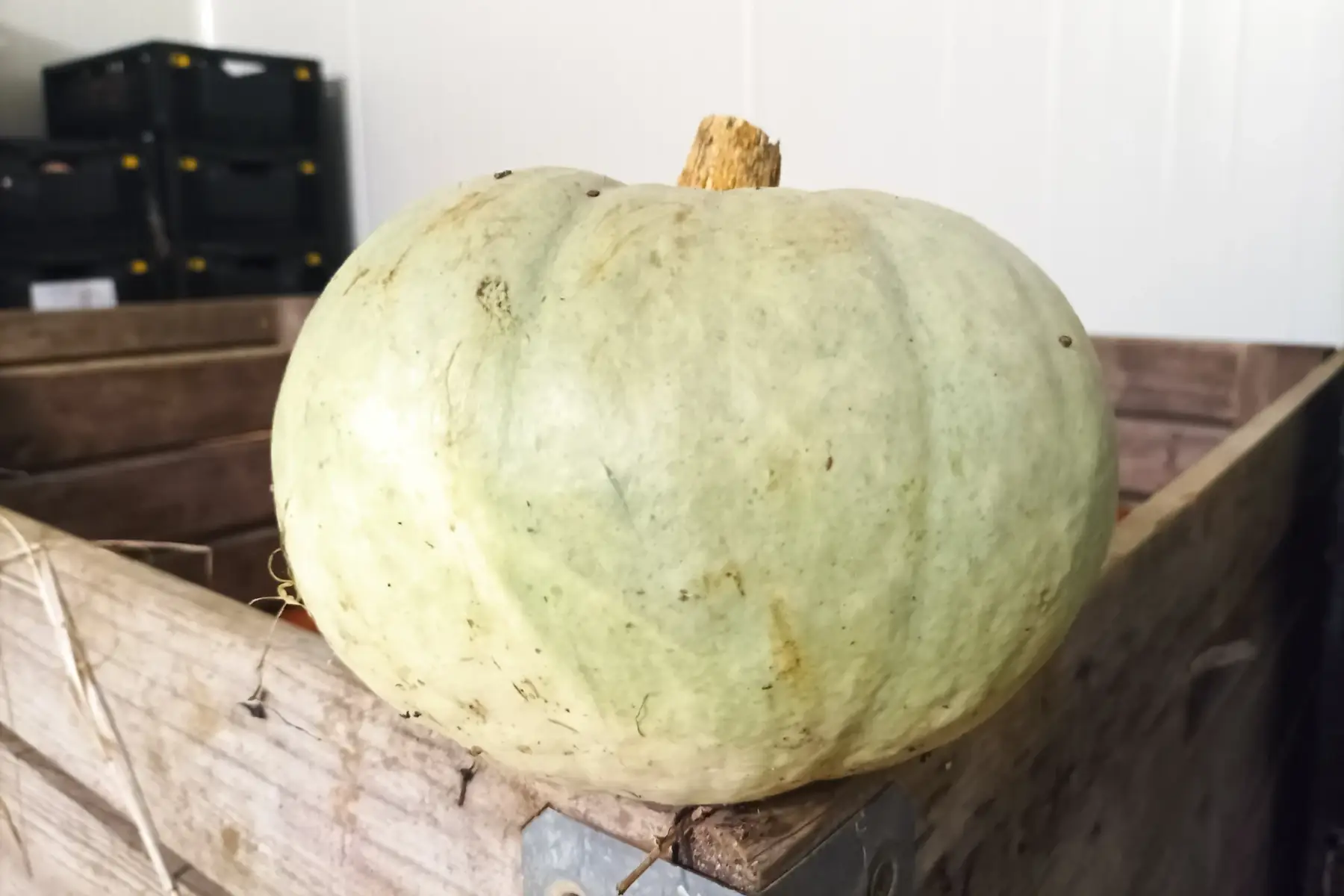 courge bleue de hongrie