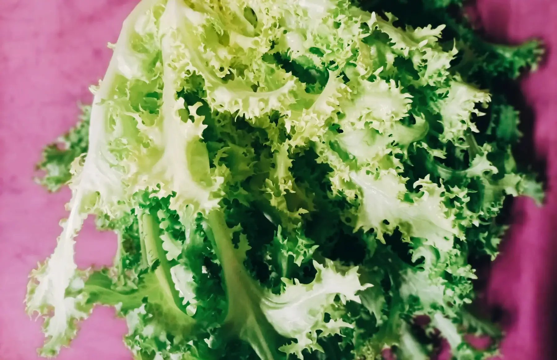 chicorée frisée
