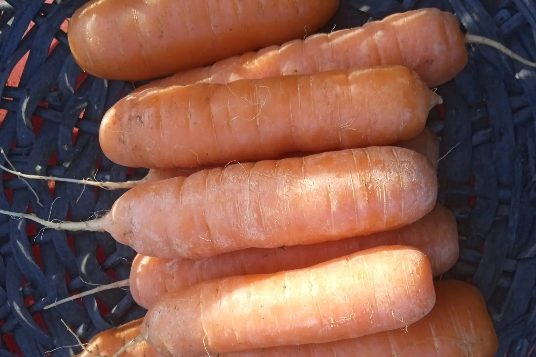 mini carottes