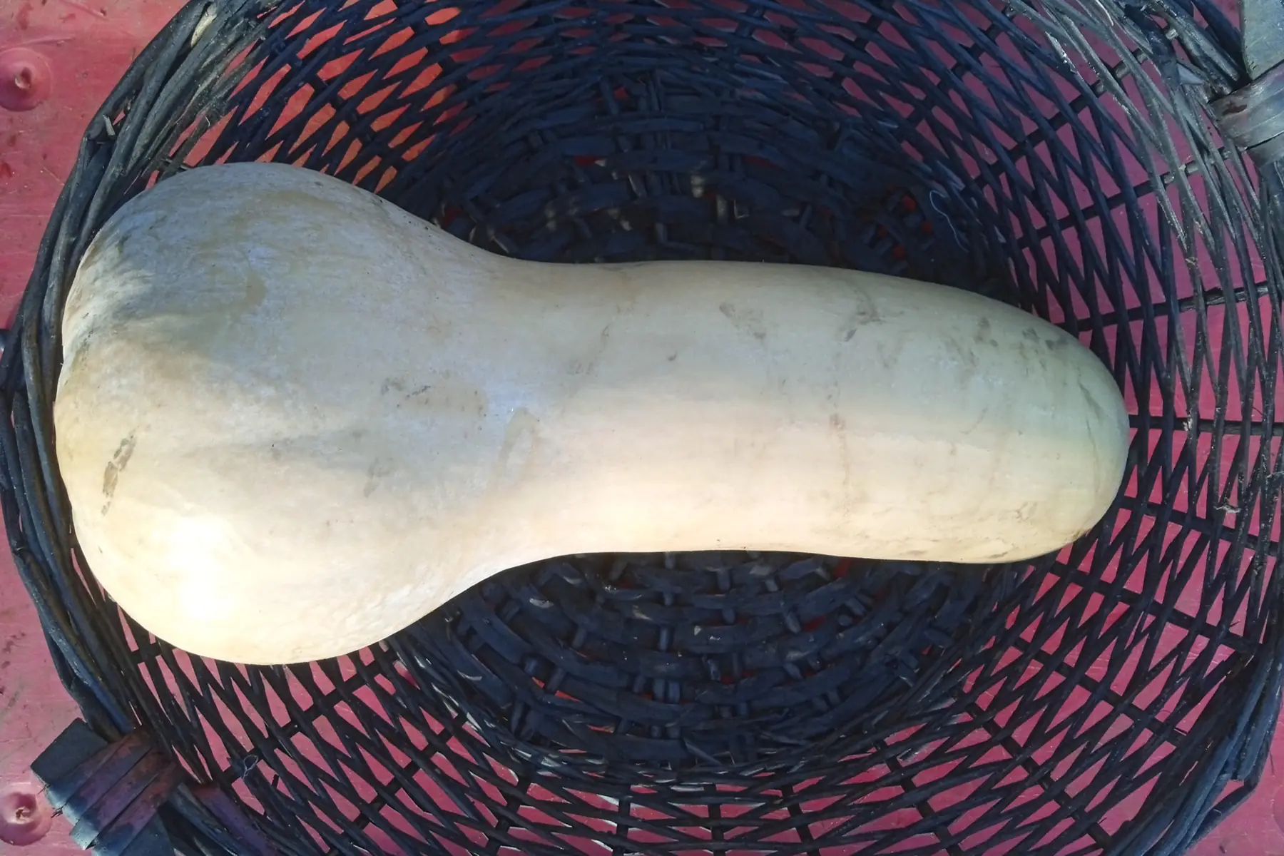 courge butternut