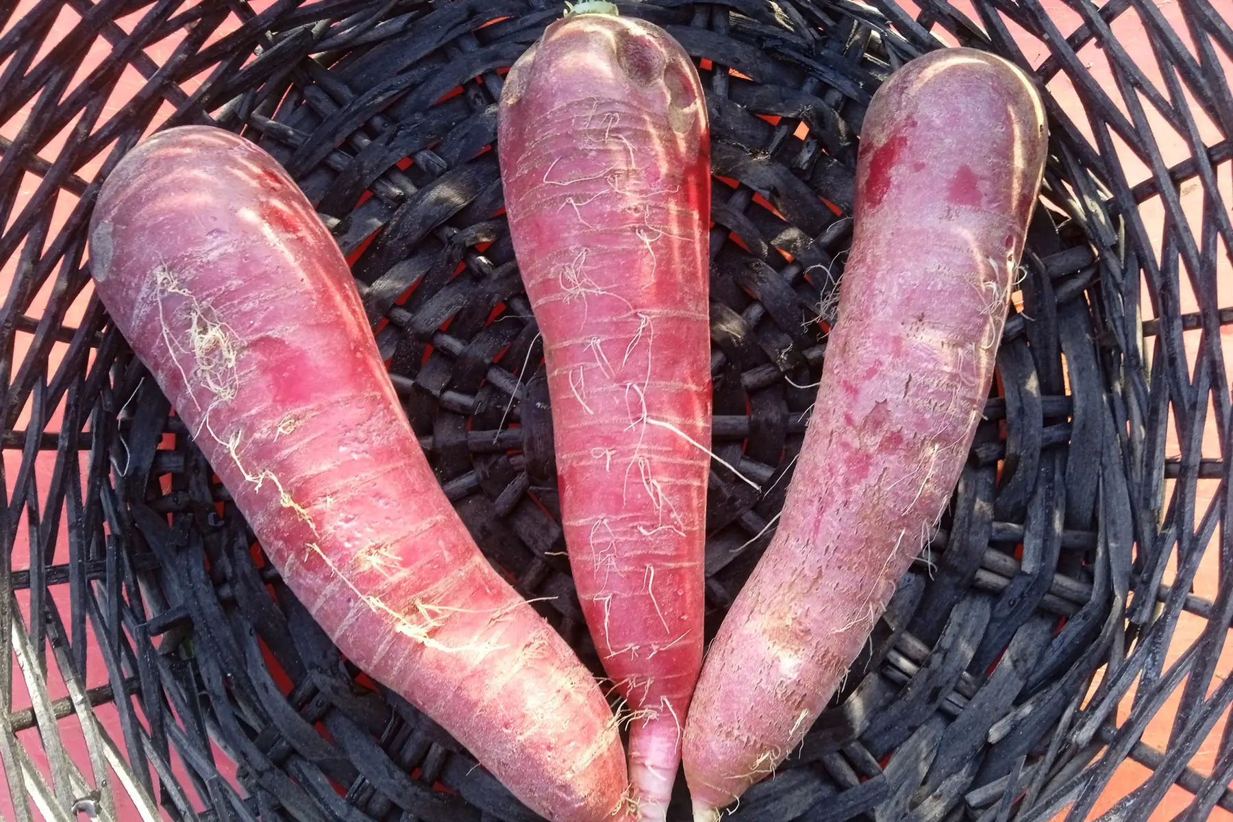 radis d'hiver ostergruss