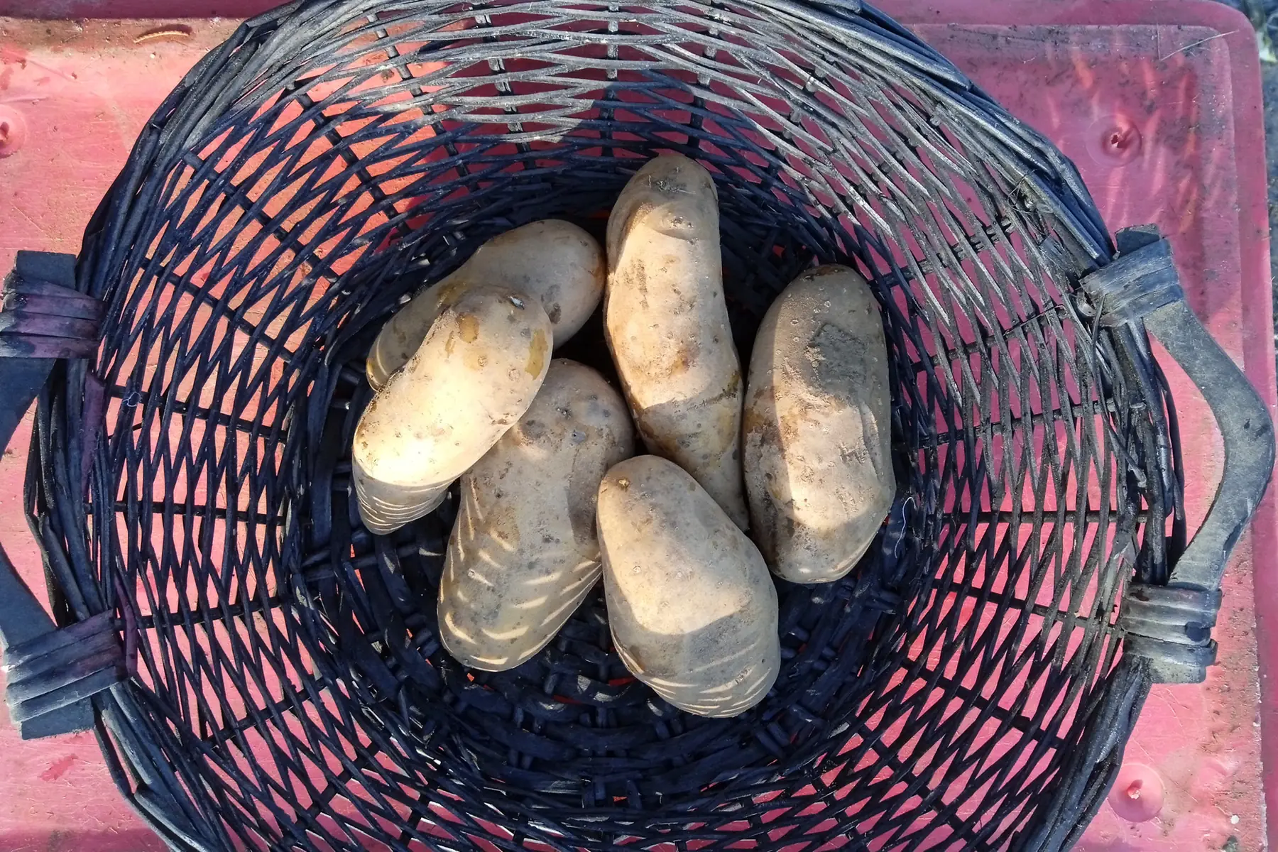 pomme de terre chair ferme