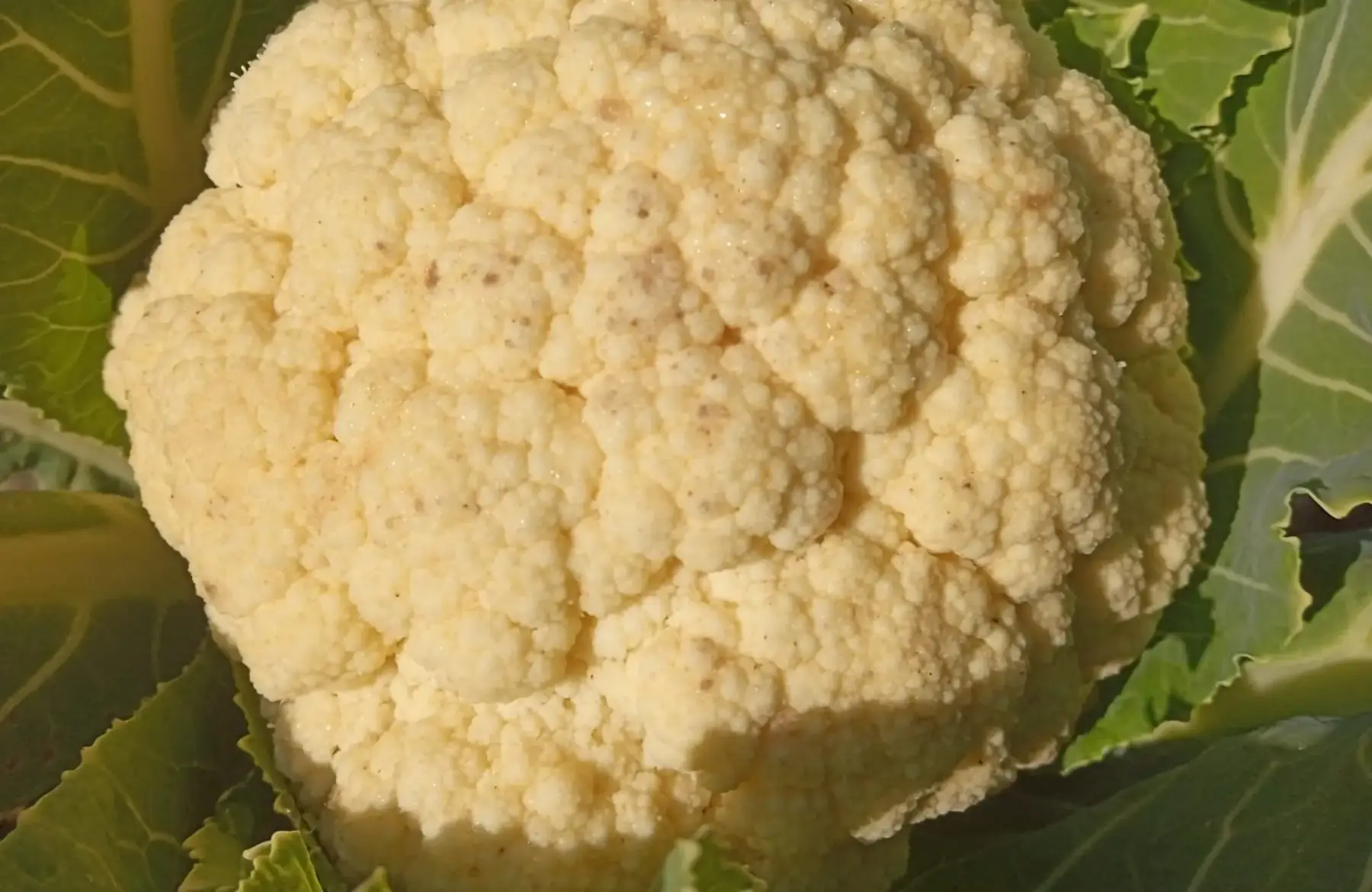 chou fleur