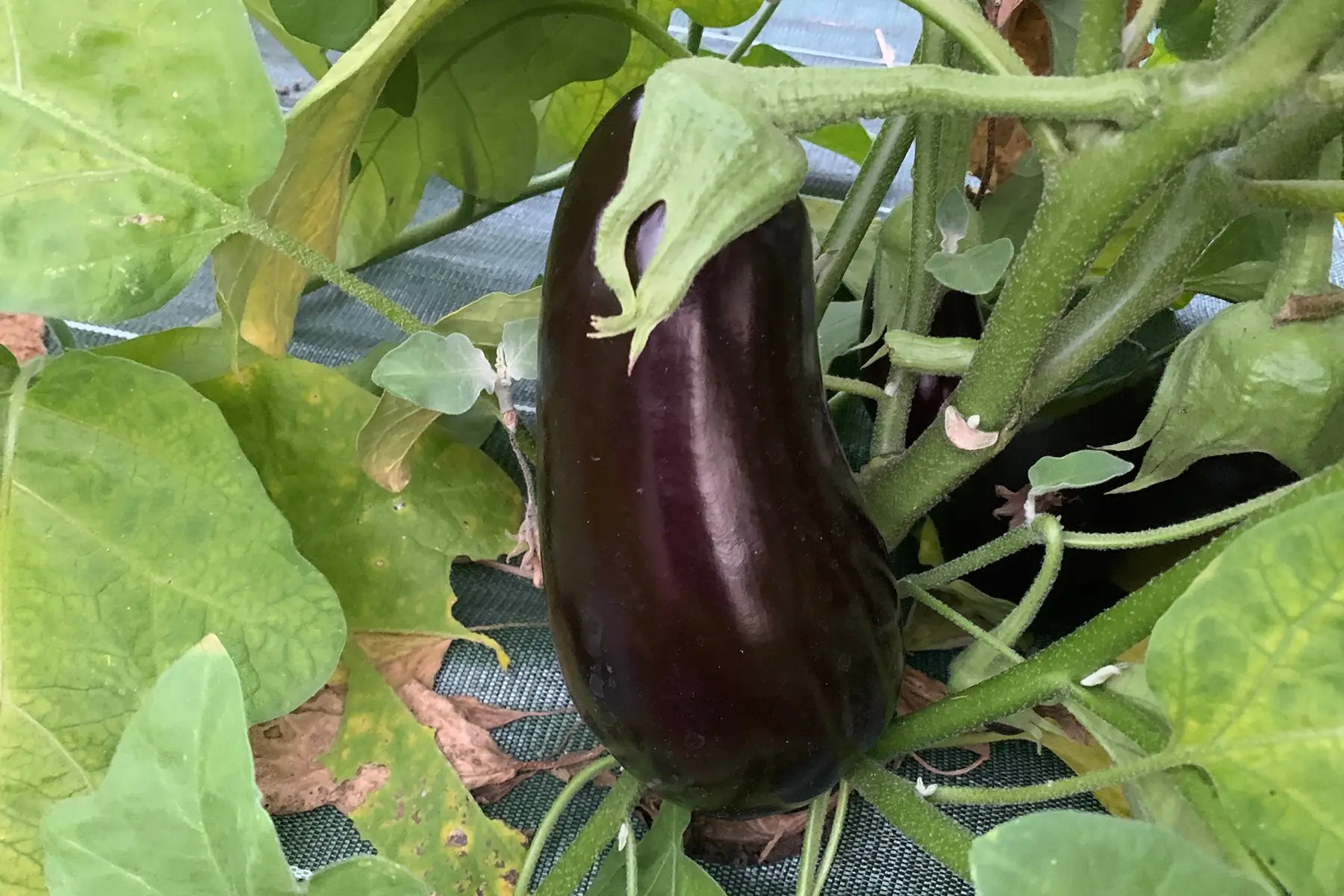 aubergine