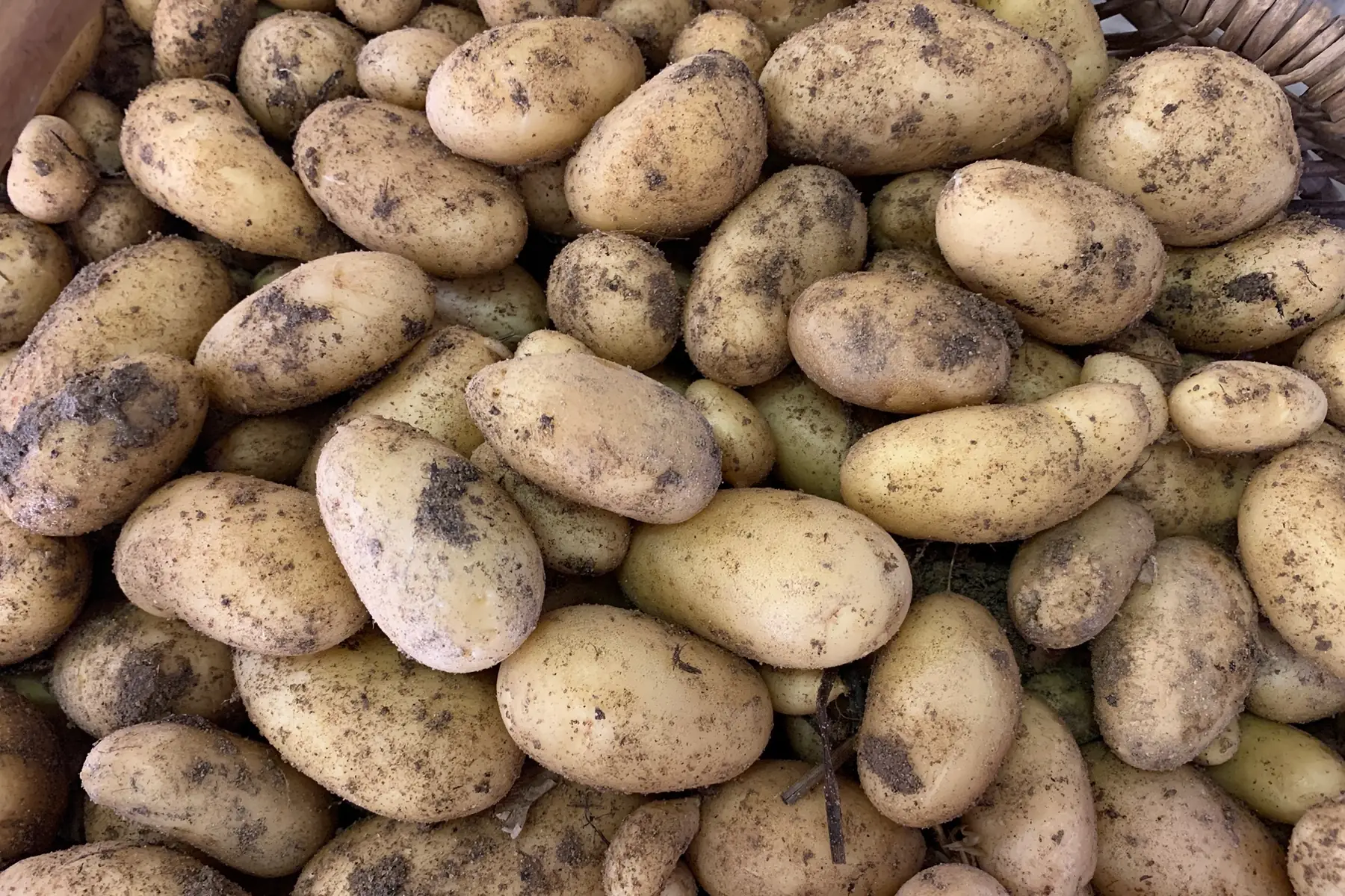 pommes de terre nouvelles