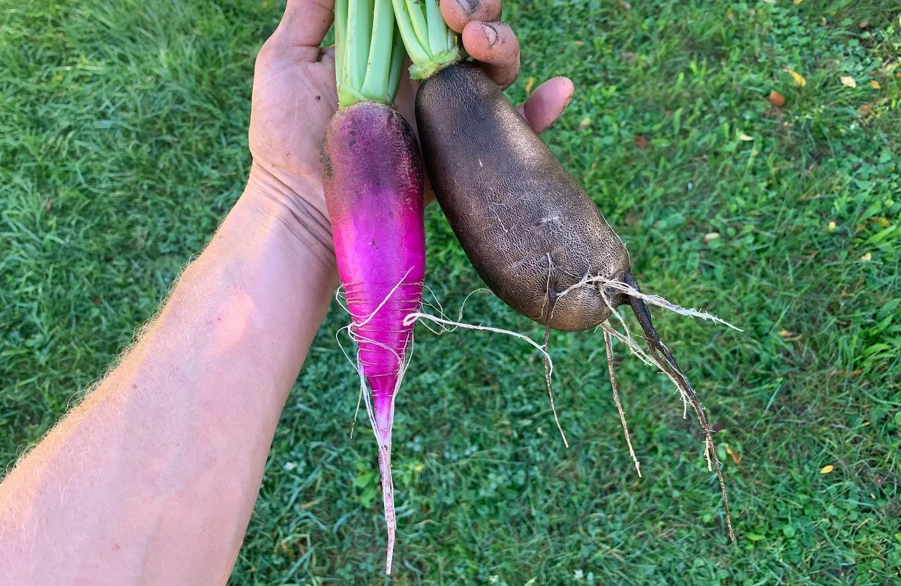 radis noir et bleu d’automne