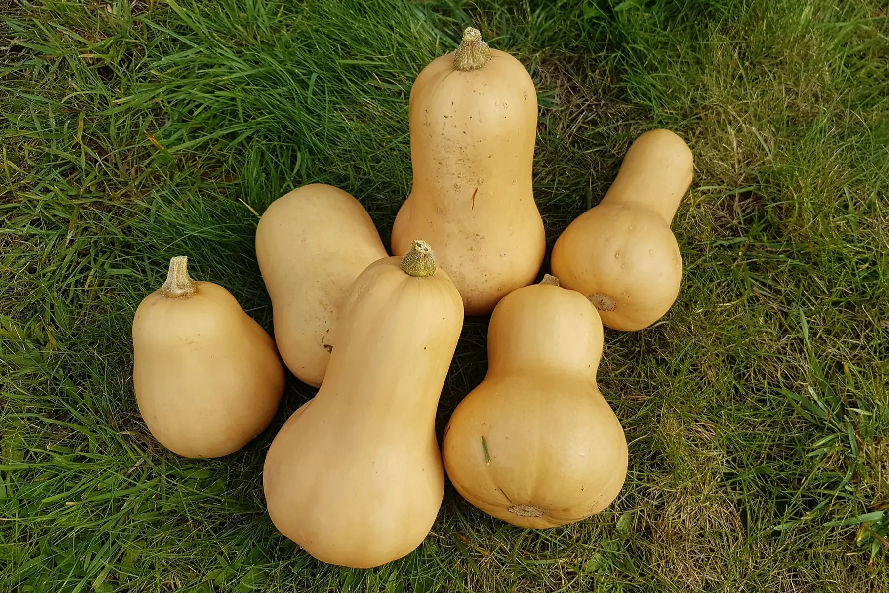 butternut