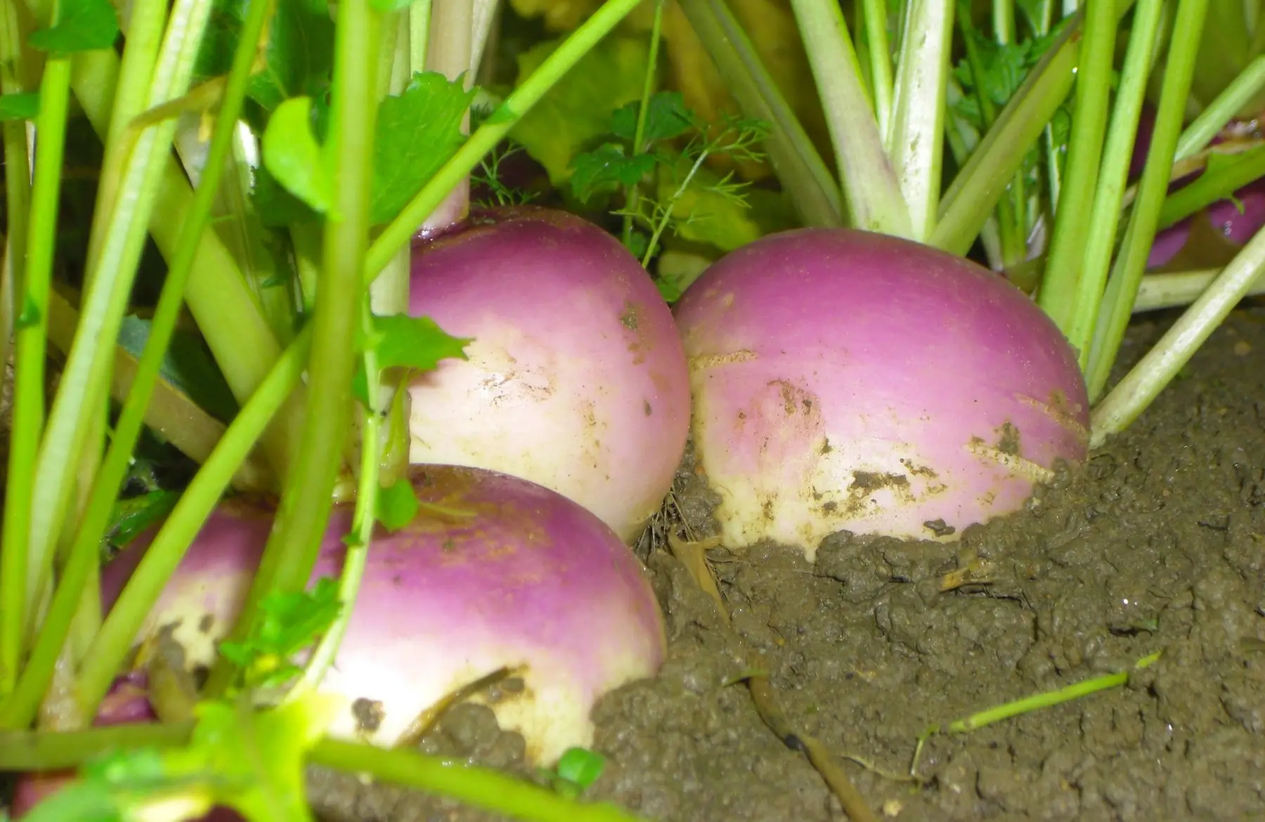 Navet violet primeur x 1 kg
