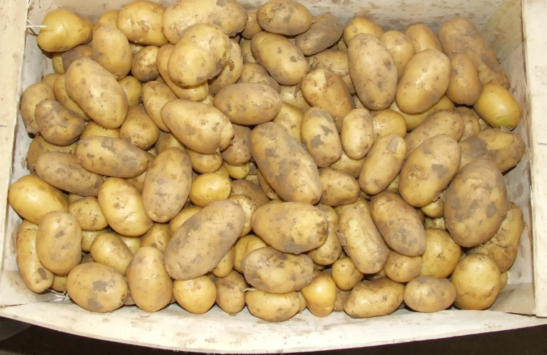 Pomme de terre conservation Etincelle x 2 kg